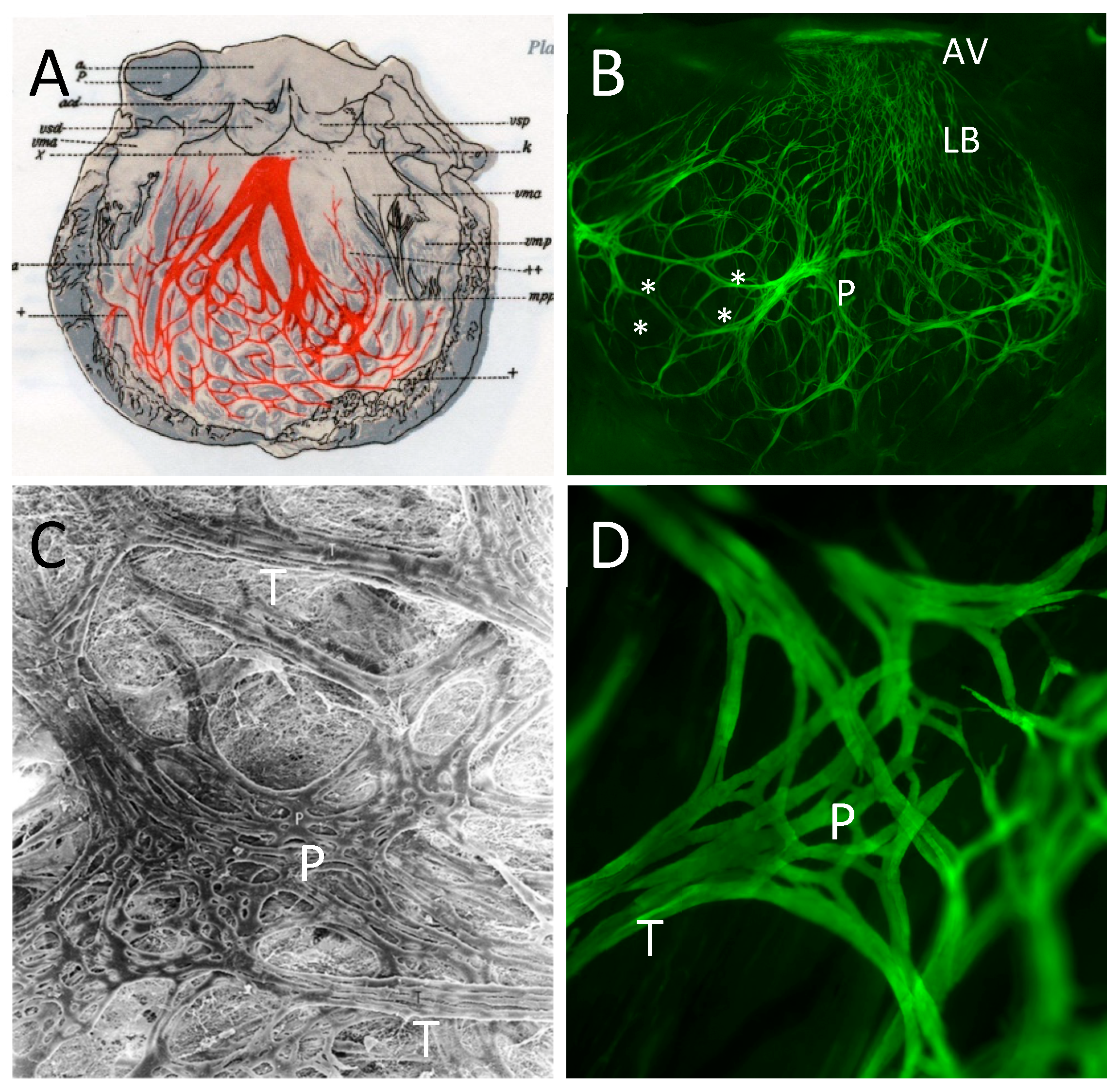 Jcdd 08 00095 g001 Jcdd 08 00095 g001