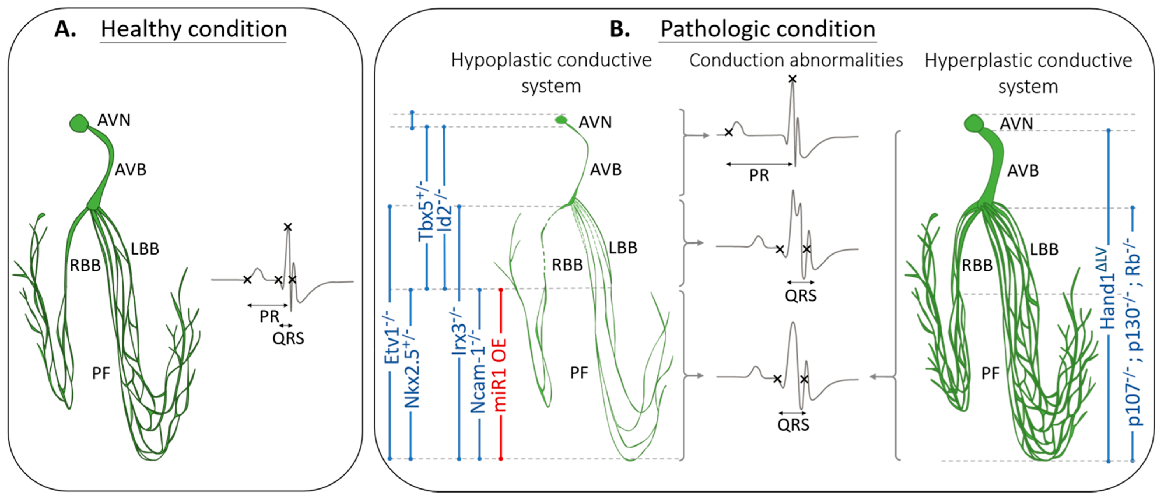 Jcdd 08 00095 g002 Jcdd 08 00095 g002