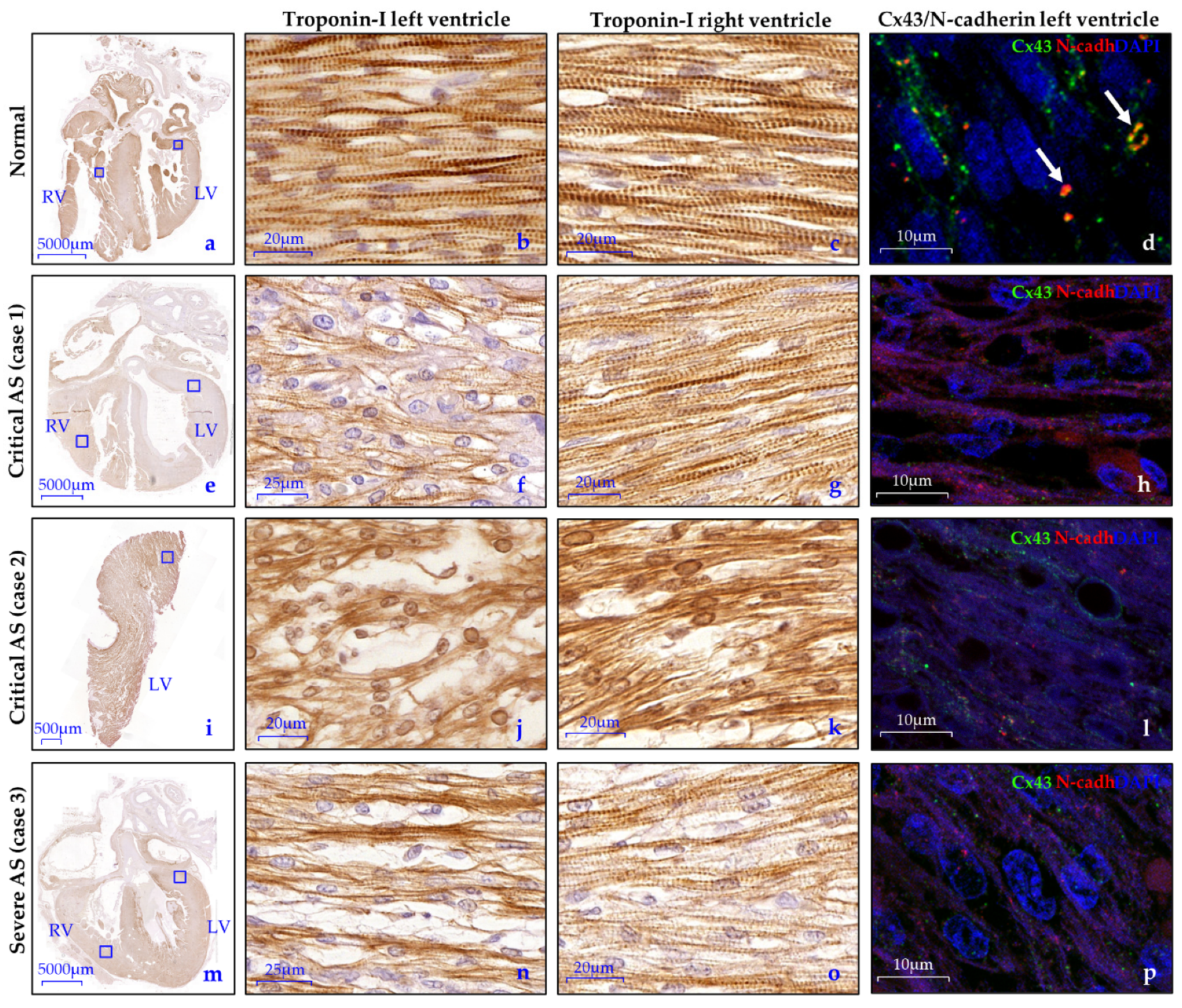 Jcdd 08 00121 g003 Jcdd 08 00121 g003