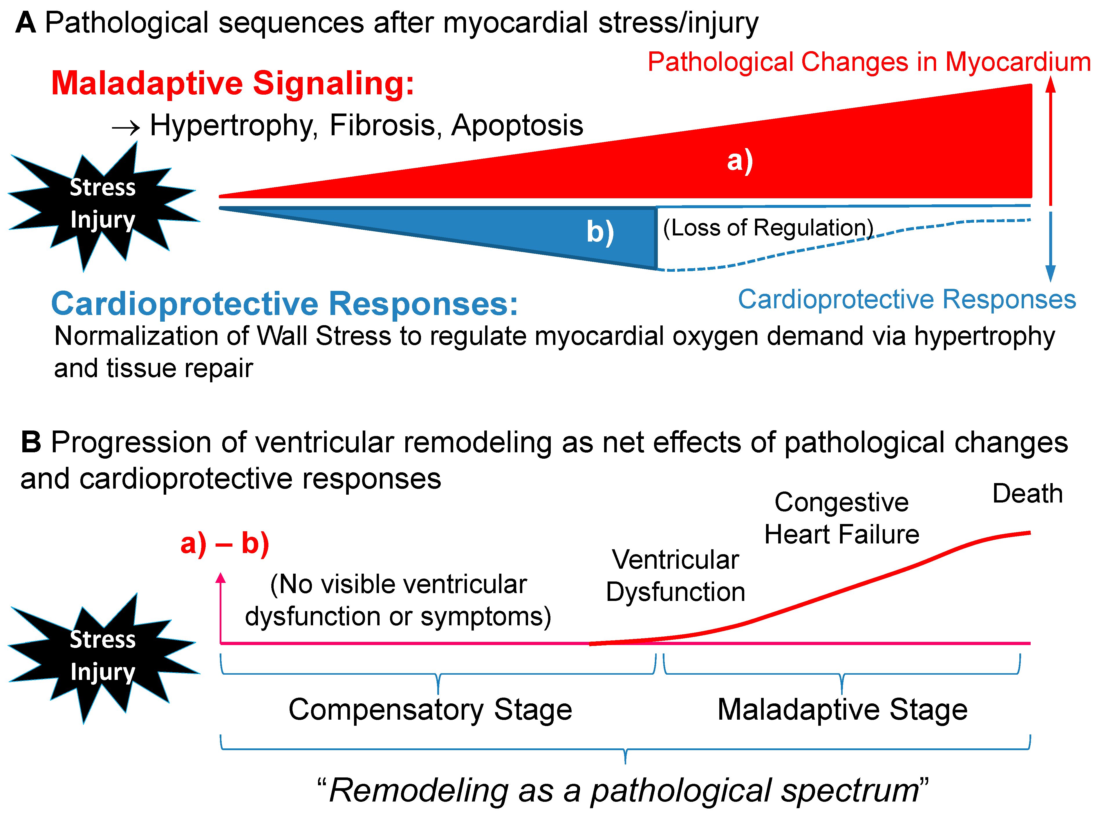 JCDD Free FullText Clinical Assessment of Ventricular Wall Stress