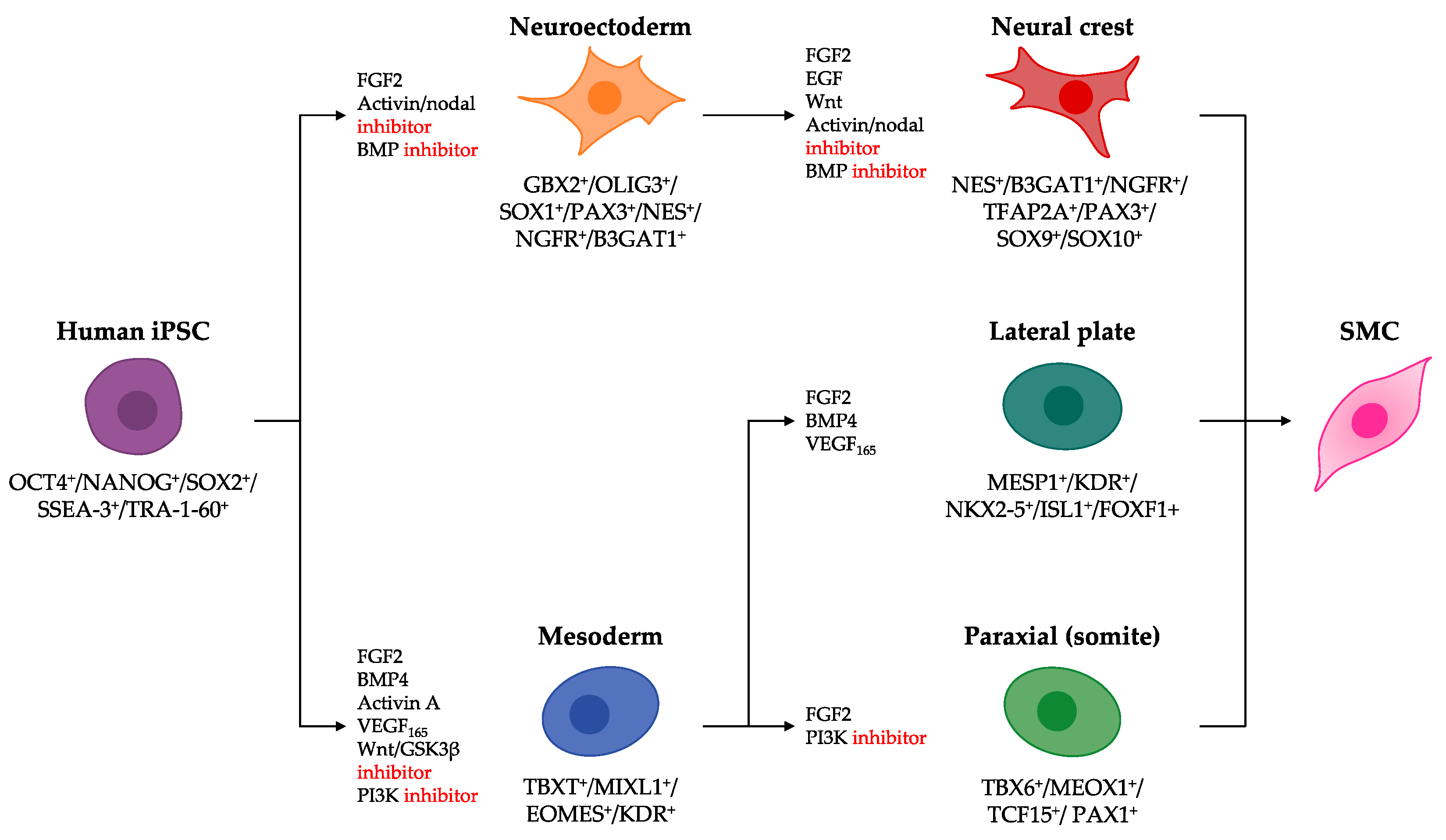 Jcdd 08 00148 g003 Jcdd 08 00148 g003