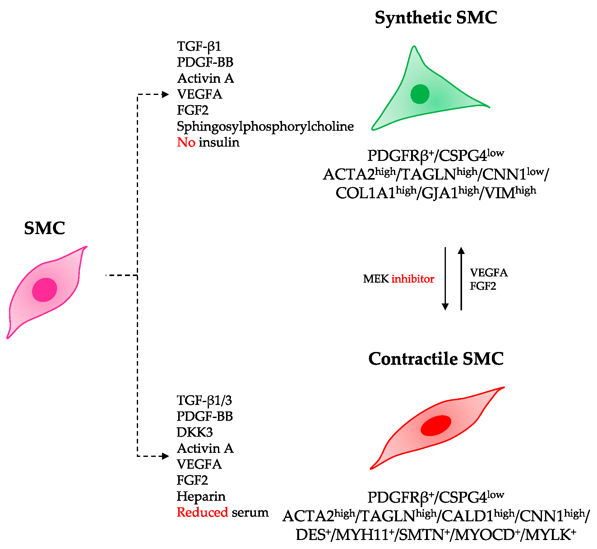 Jcdd 08 00148 g004 Jcdd 08 00148 g004