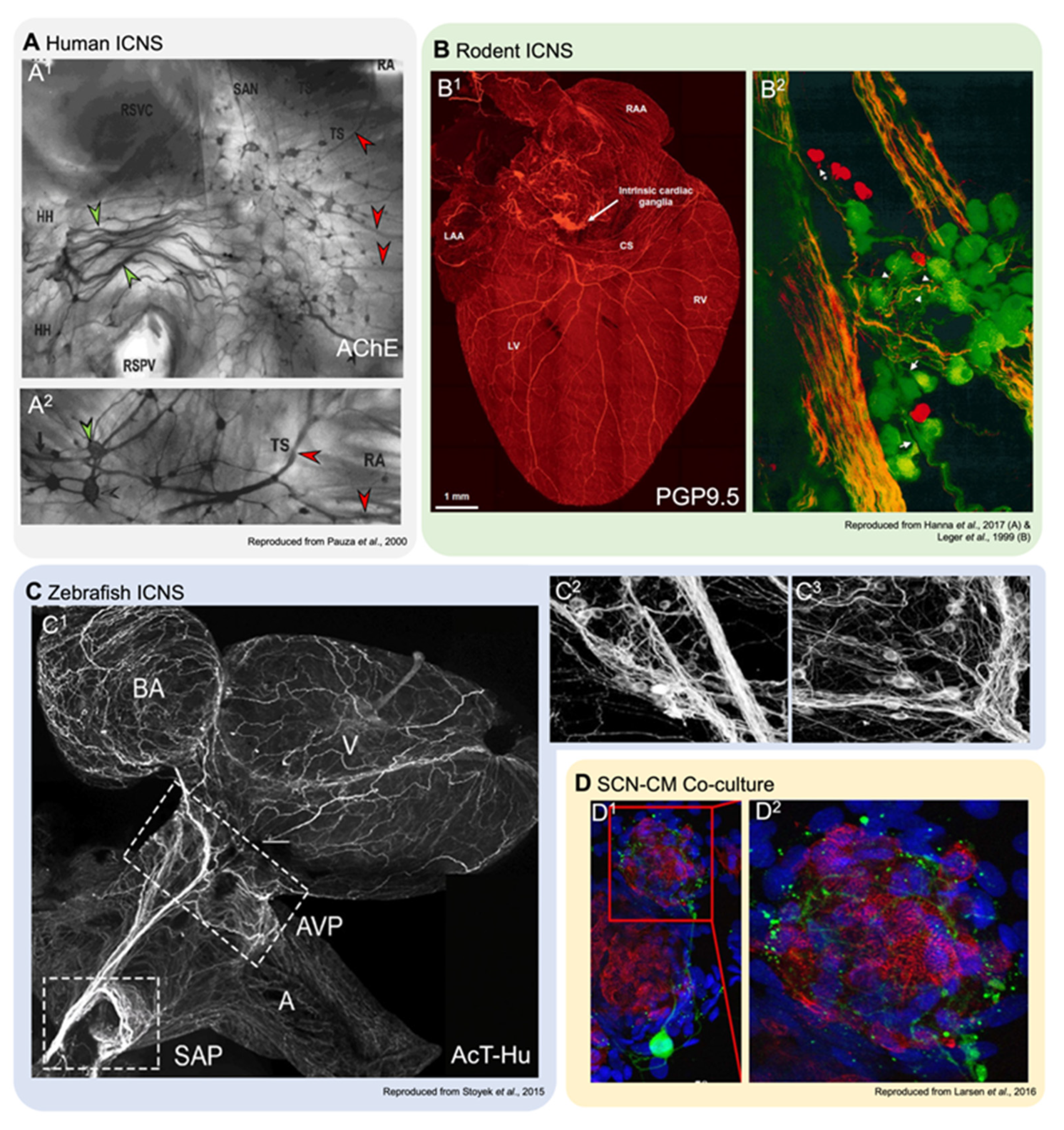 Jcdd 08 00149 g002 Jcdd 08 00149 g002