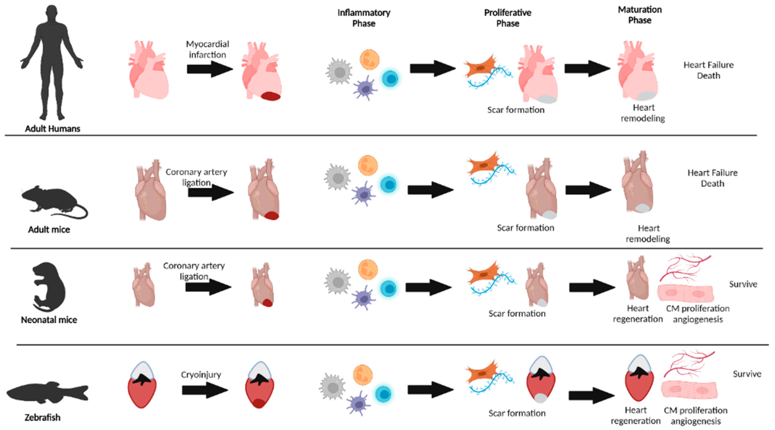 Leukocyte-Mediated Cardiac Repair after Myocardial