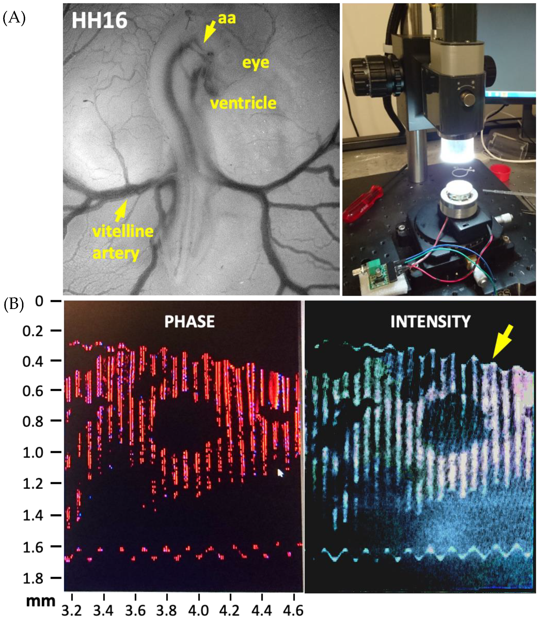 Jcdd 09 00064 g001 Jcdd 09 00064 g001