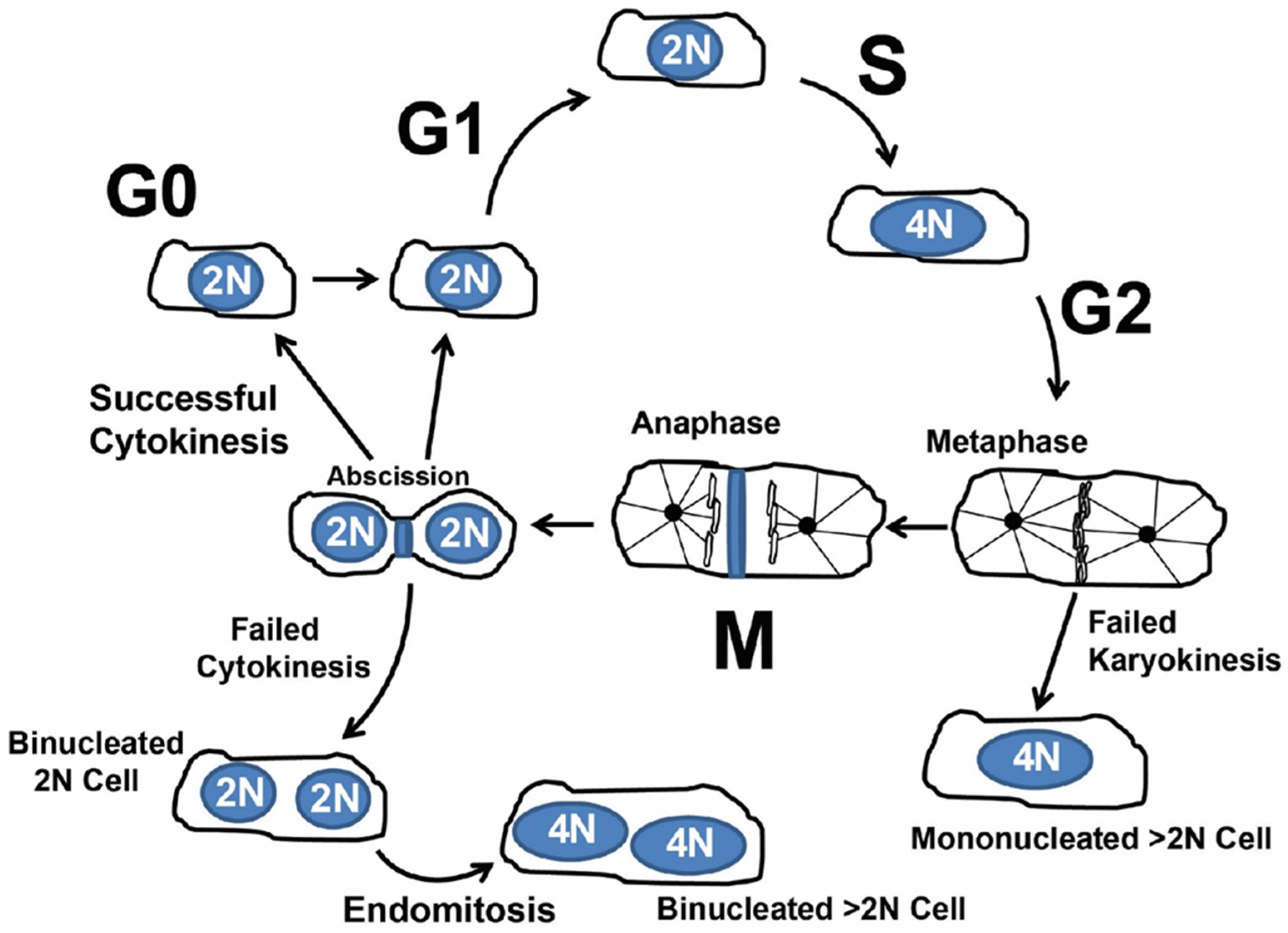 Jcdd 09 00073 g001 Jcdd 09 00073 g001