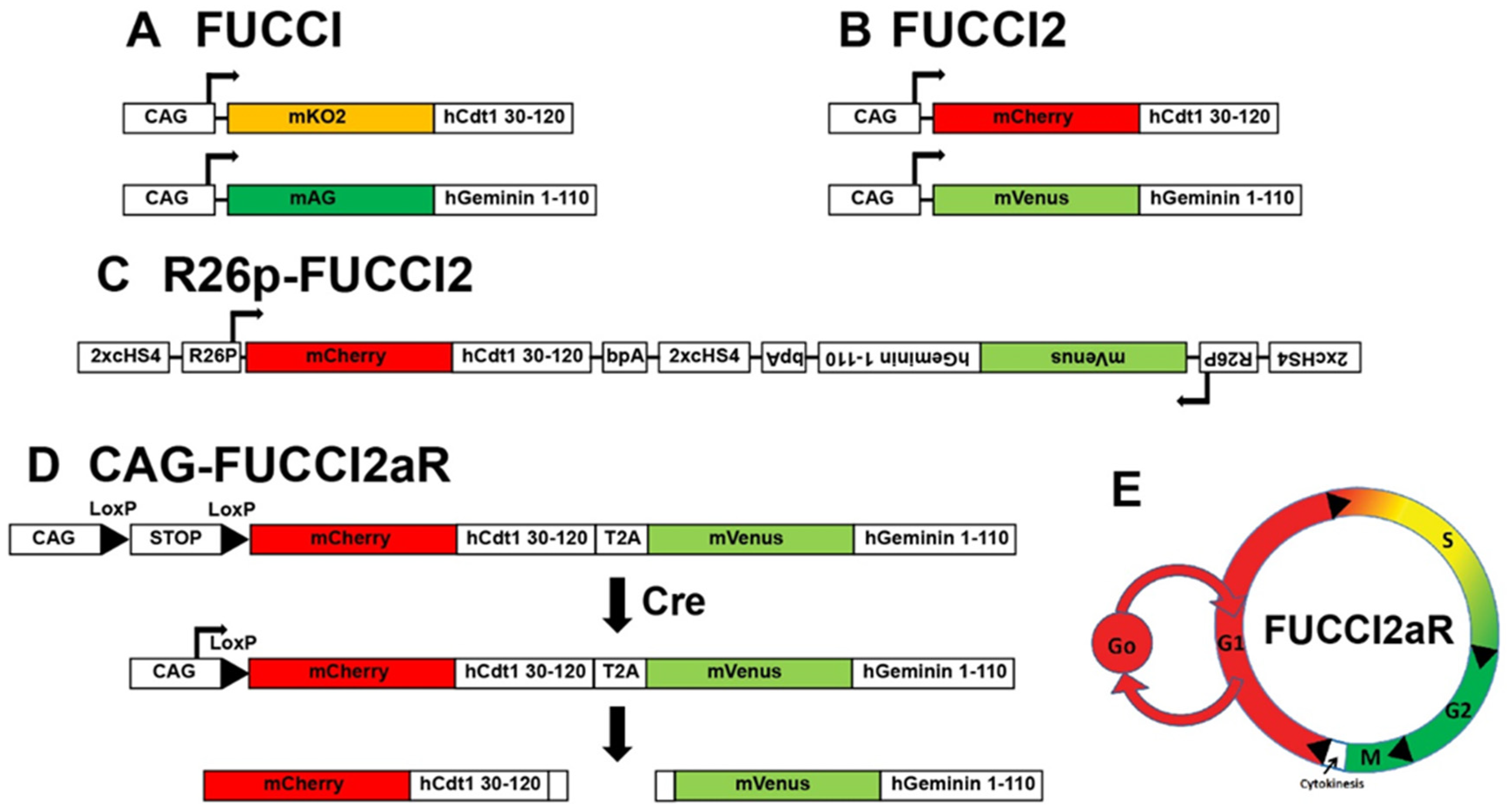 Jcdd 09 00073 g003 Jcdd 09 00073 g003