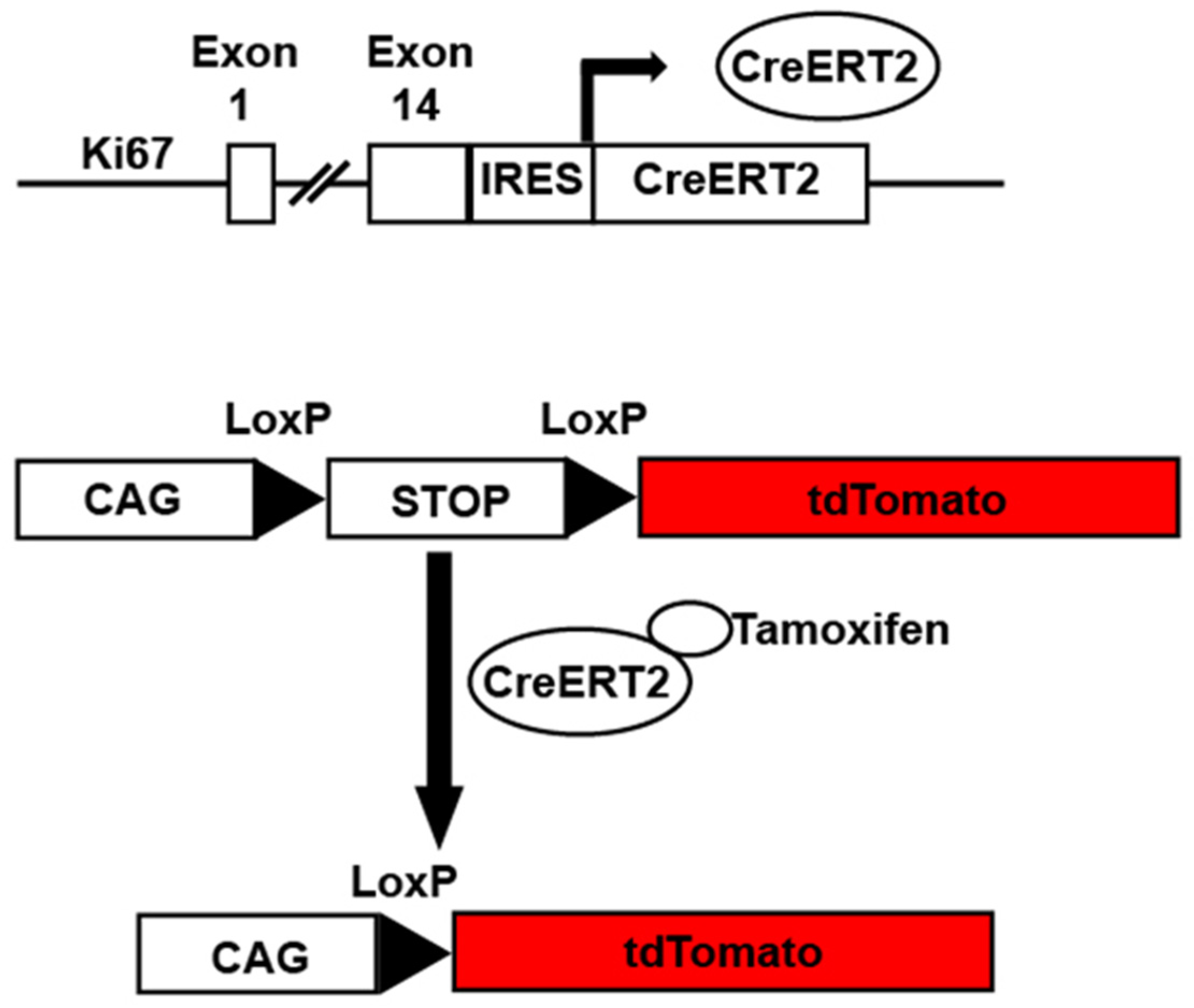 Jcdd 09 00073 g004 Jcdd 09 00073 g004