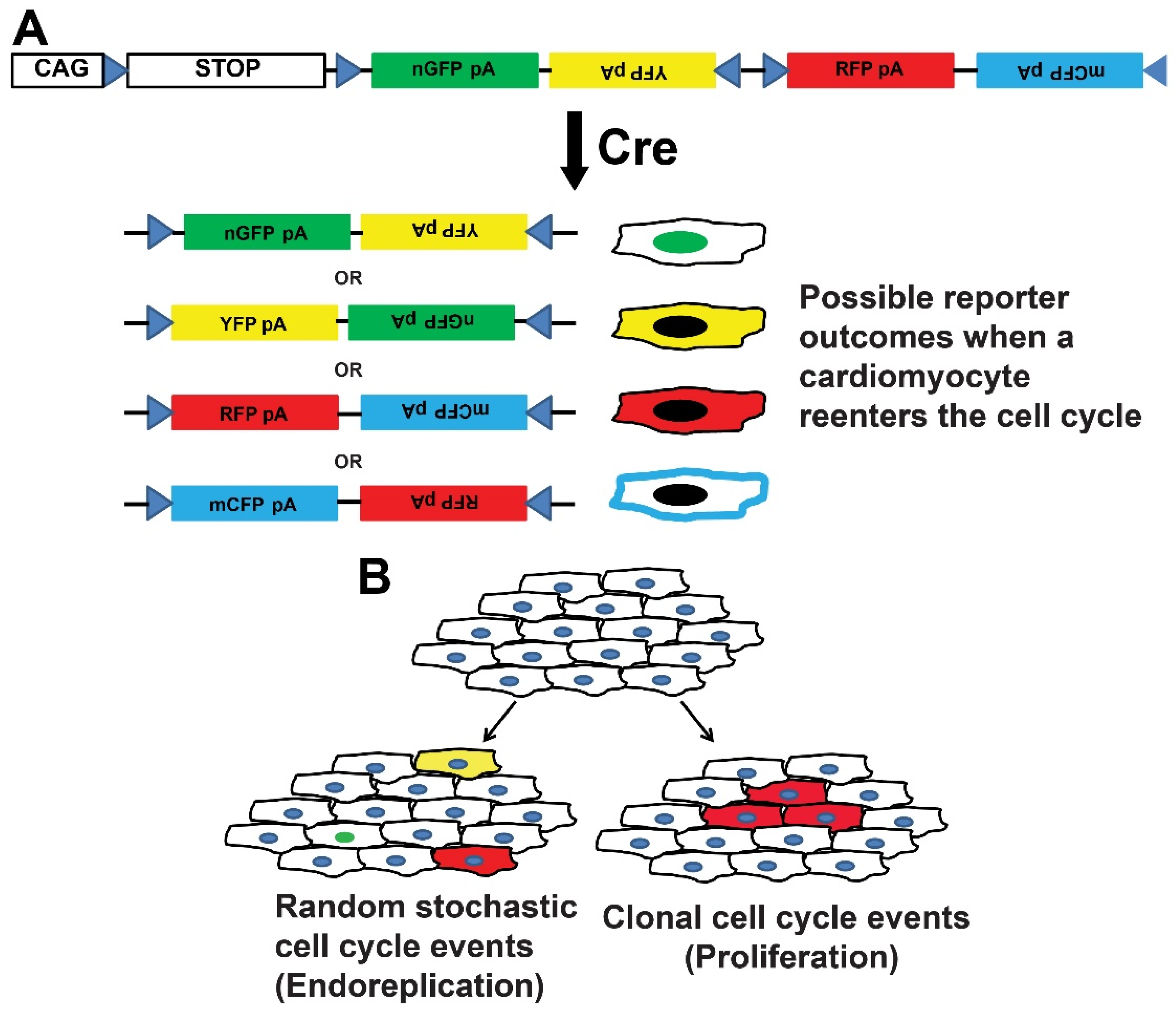 Jcdd 09 00073 g006 Jcdd 09 00073 g006