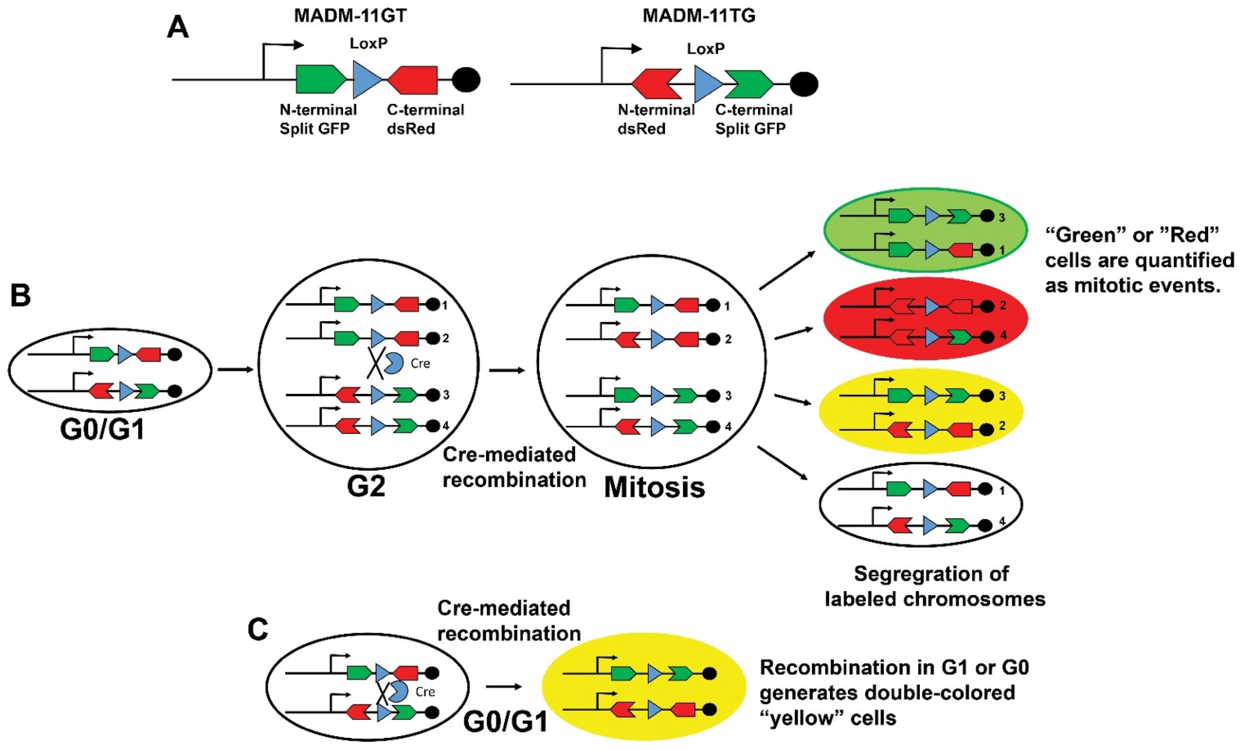 Jcdd 09 00073 g007 Jcdd 09 00073 g007