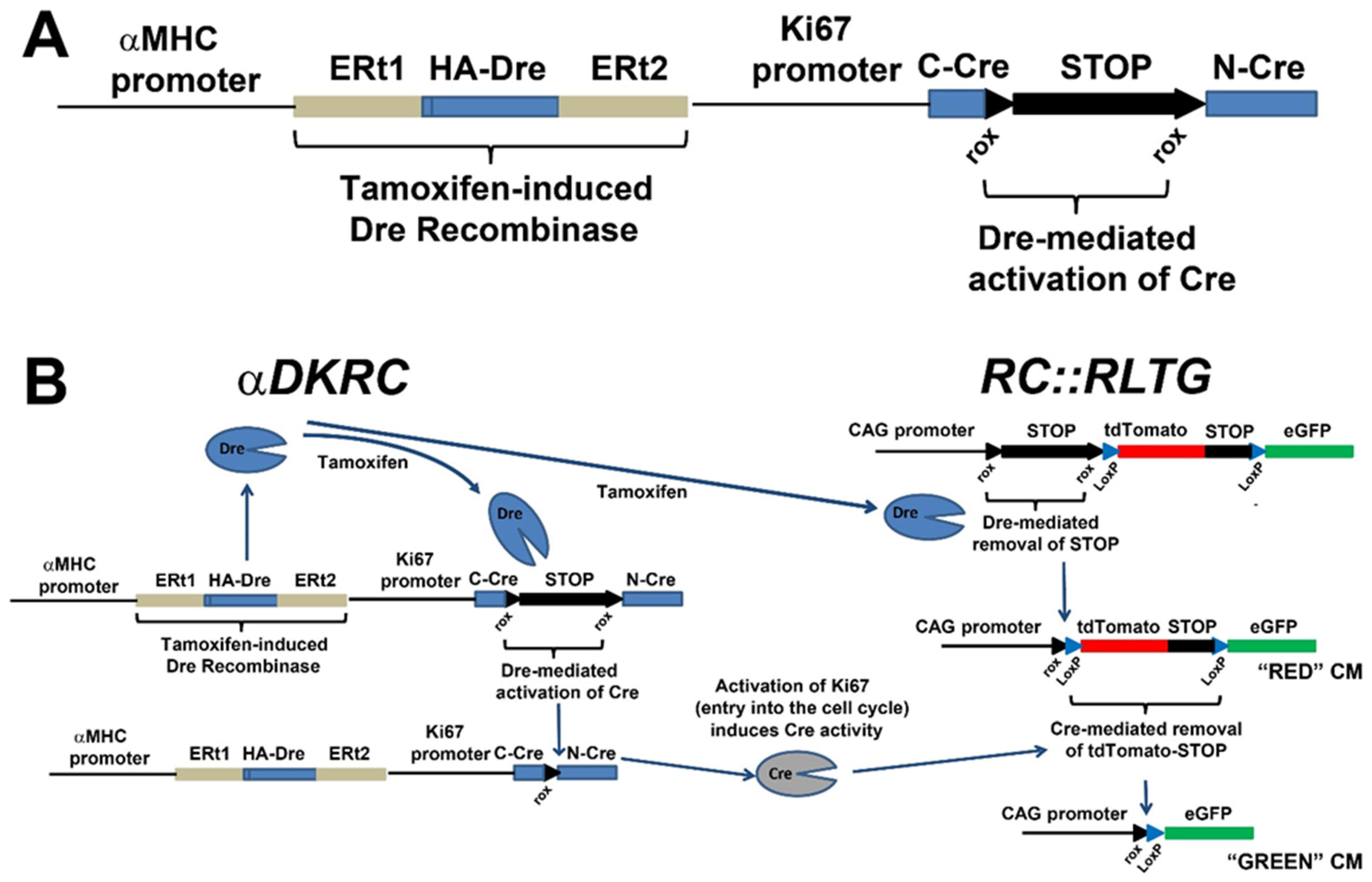Jcdd 09 00073 g008 Jcdd 09 00073 g008