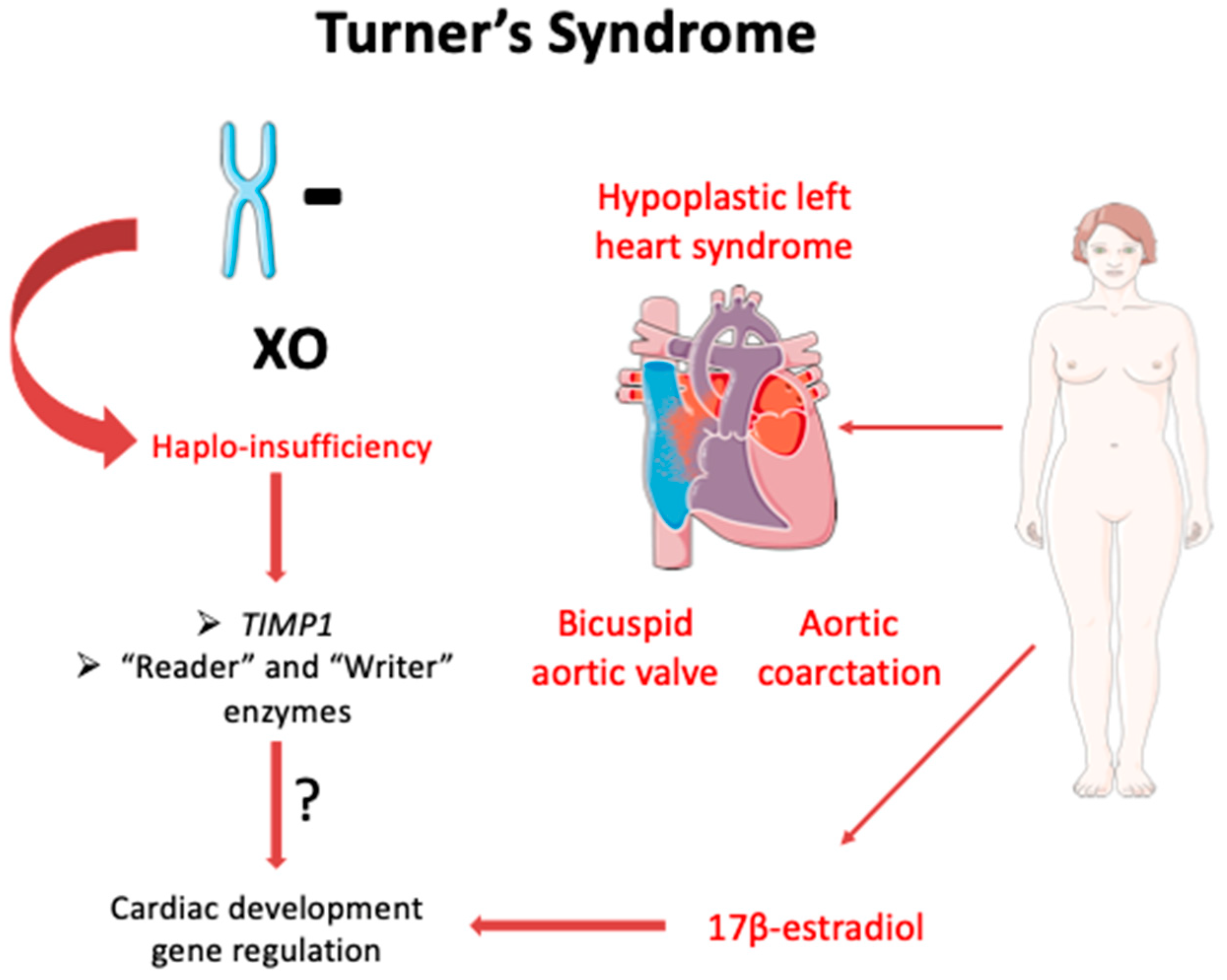 Jcdd 09 00090 g001 Jcdd 09 00090 g001