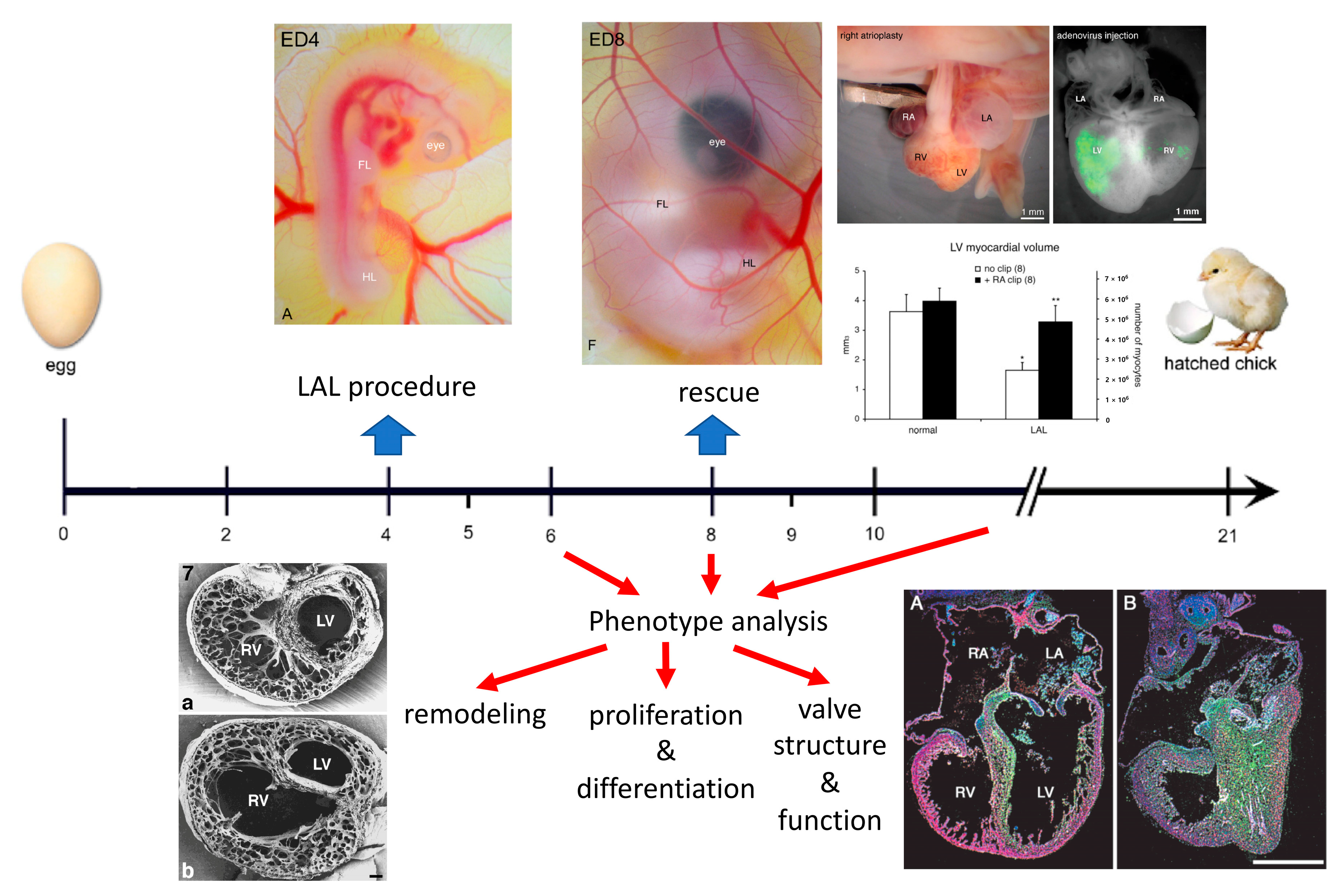 Jcdd 09 00113 g001 Jcdd 09 00113 g001
