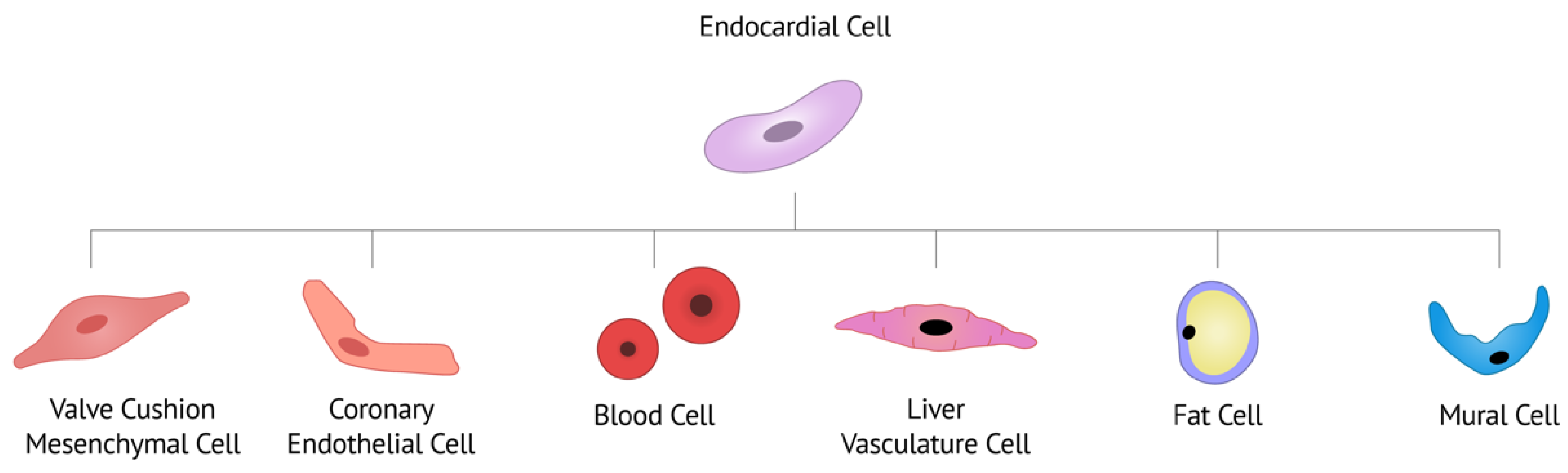 Jcdd 09 00122 g002 550