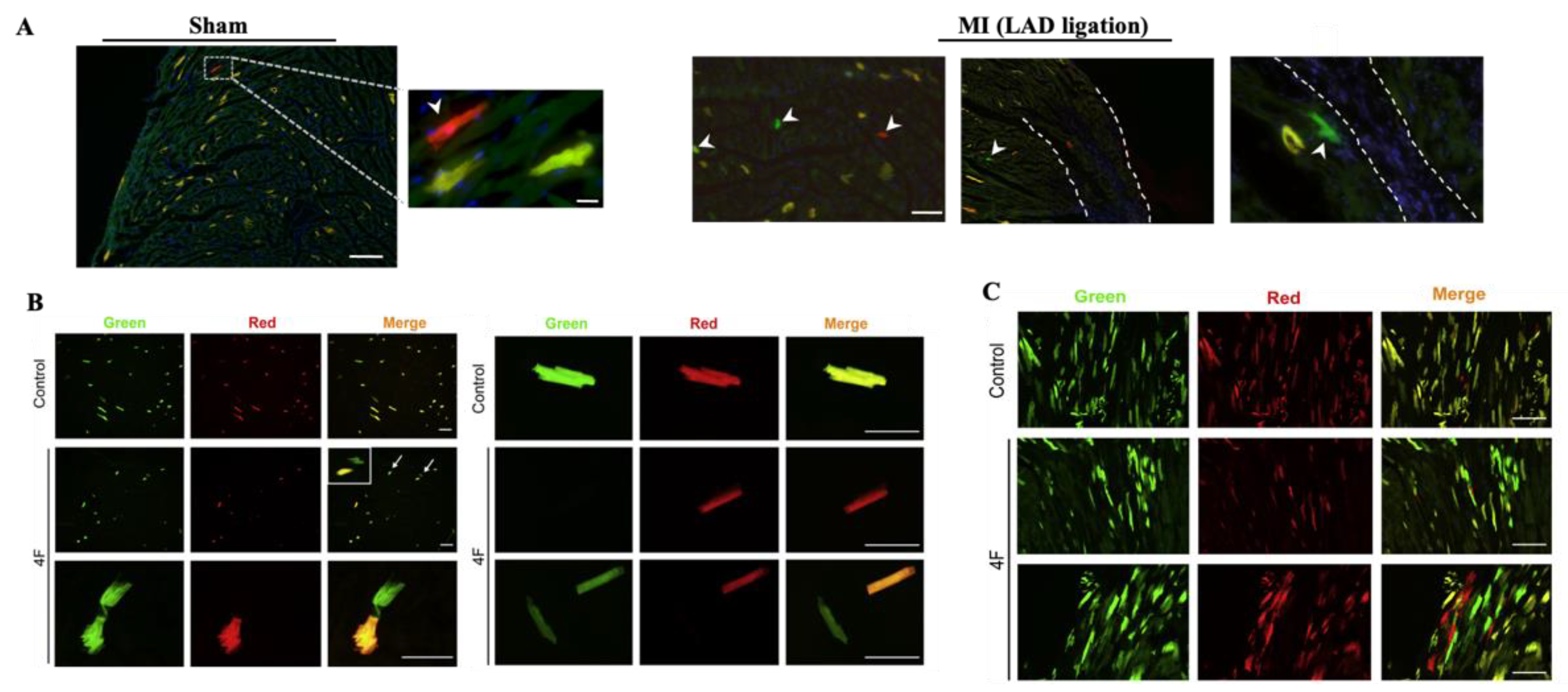 Jcdd 09 00141 g003 Jcdd 09 00141 g003