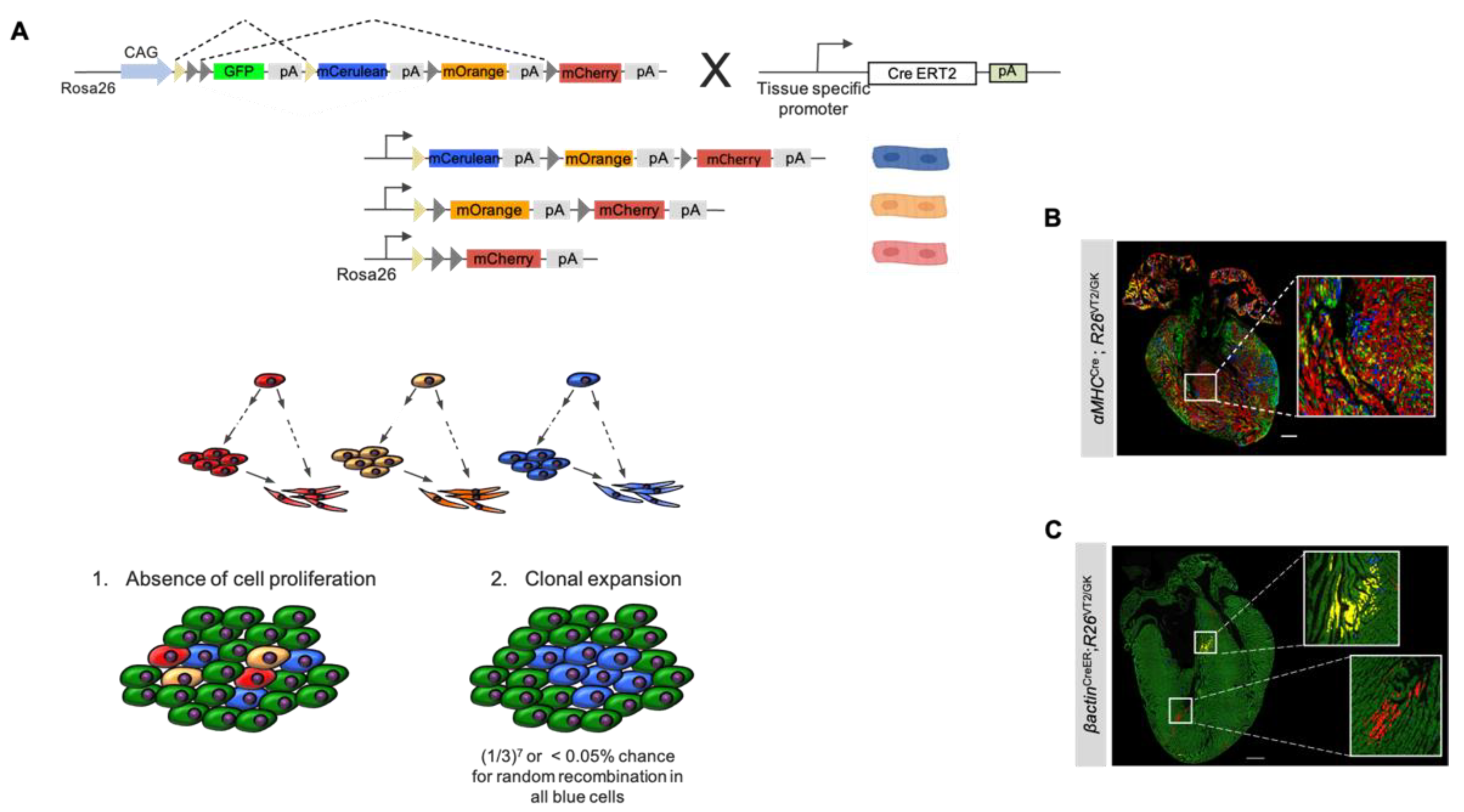 Jcdd 09 00141 g004 Jcdd 09 00141 g004