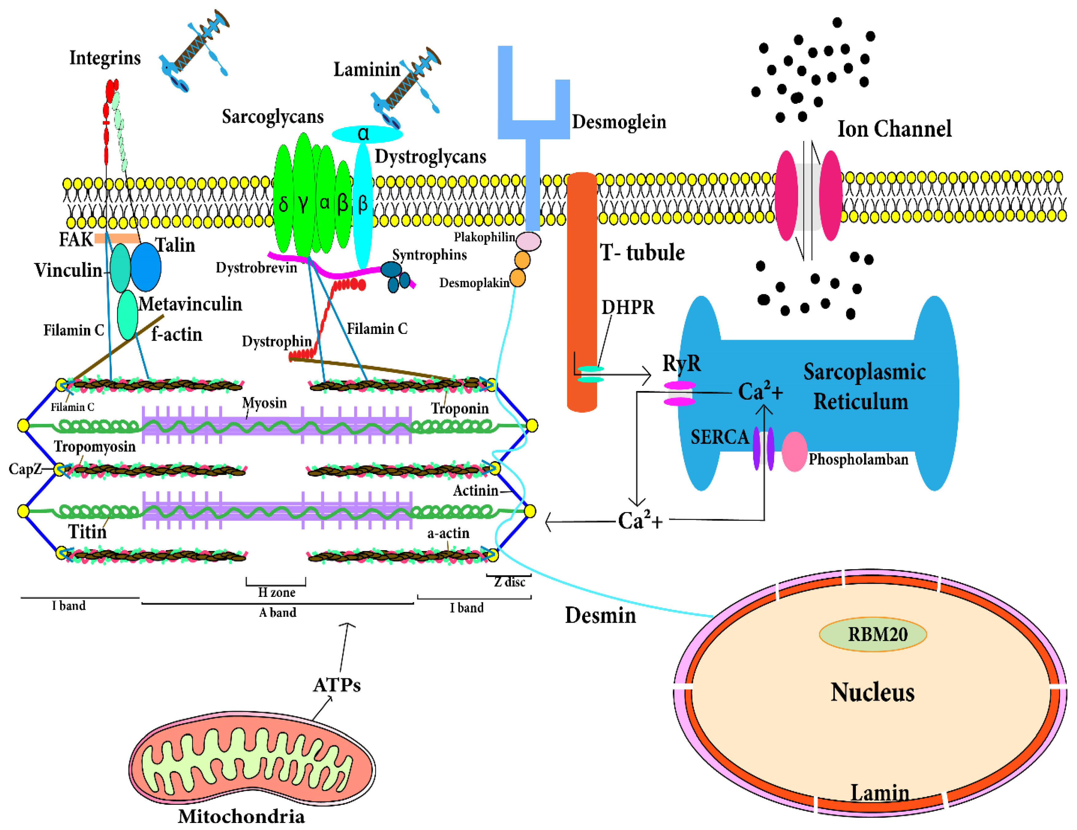 Jcdd 09 00174 g002 Jcdd 09 00174 g002