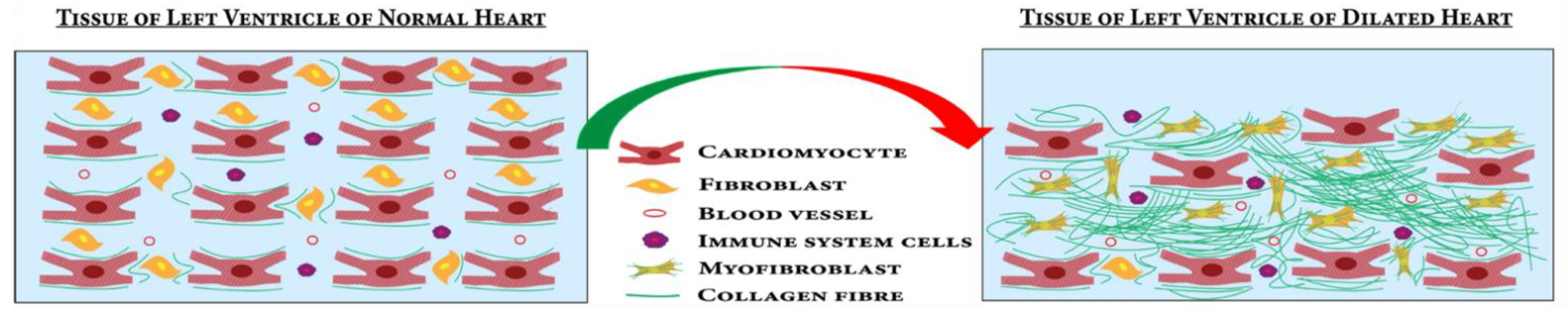 Jcdd 09 00174 g003 Jcdd 09 00174 g003