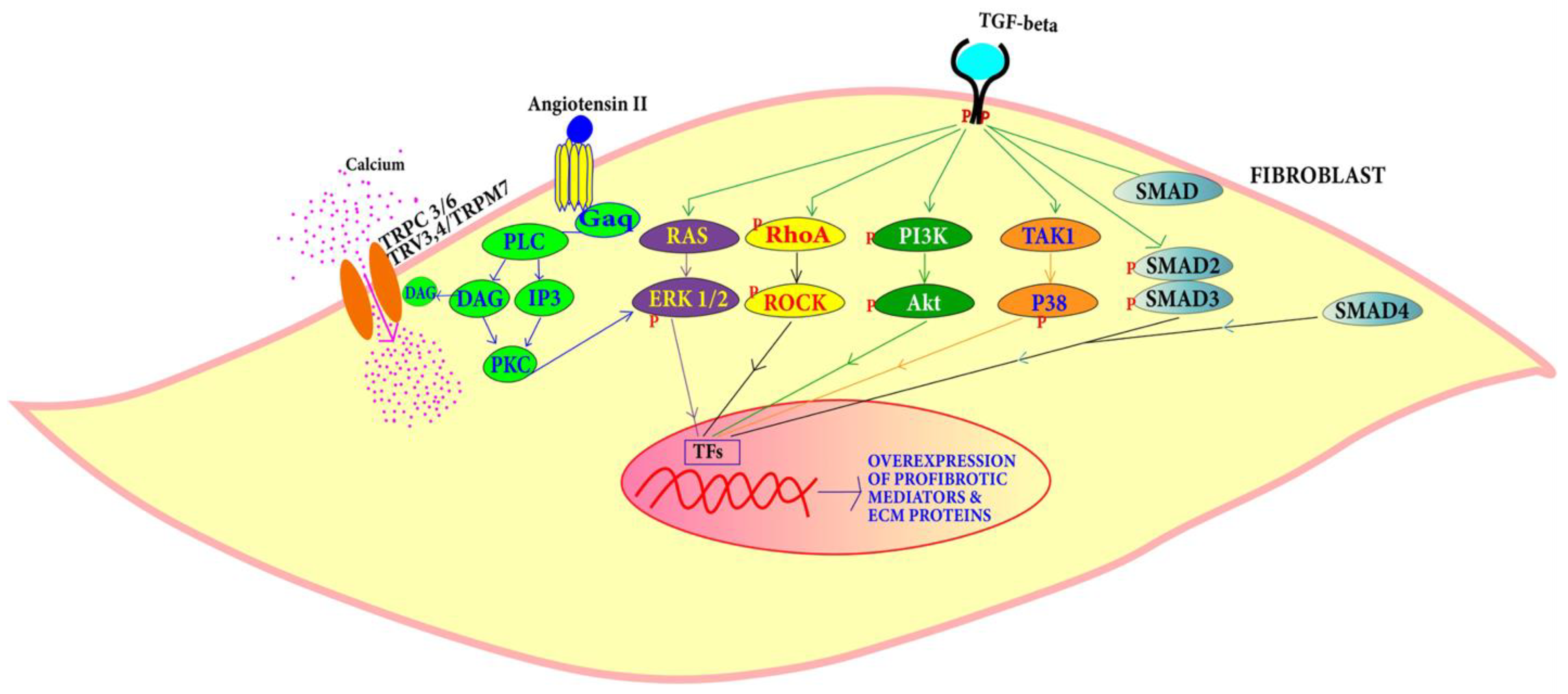 Jcdd 09 00174 g005 Jcdd 09 00174 g005