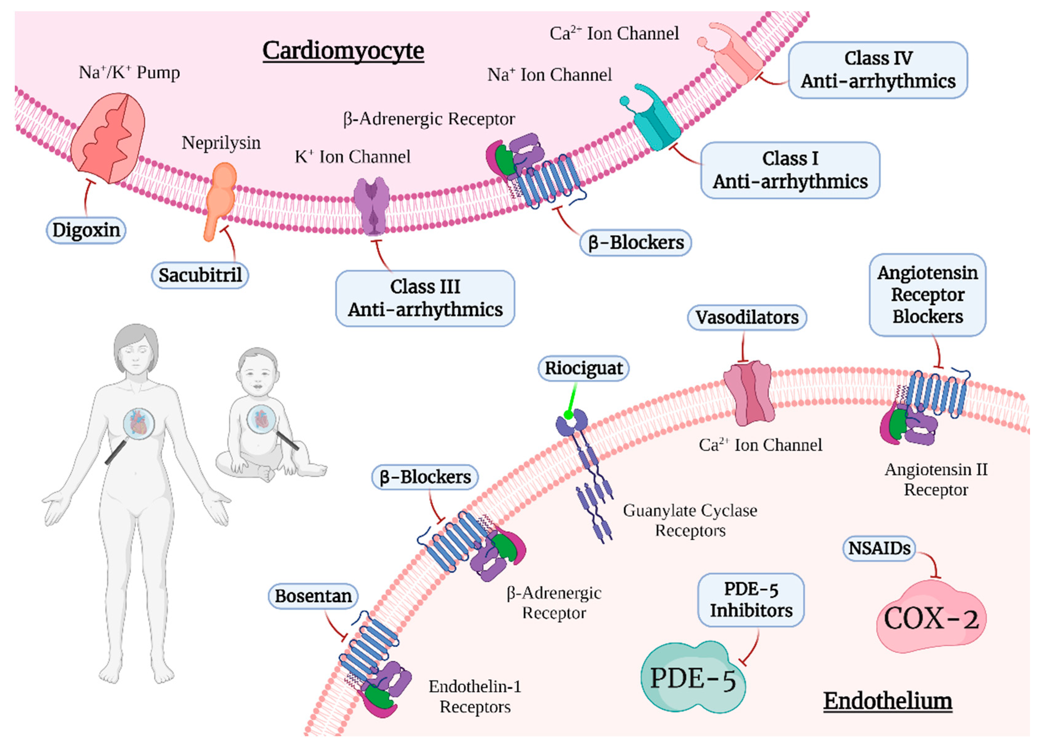 Jcdd 09 00201 g001 Jcdd 09 00201 g001