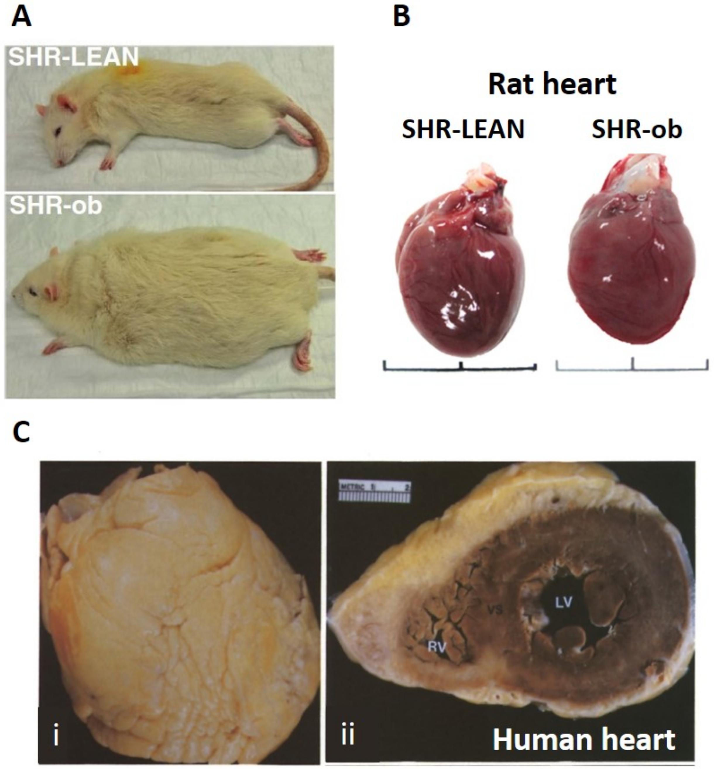 Jcdd 09 00217 g002 Jcdd 09 00217 g002