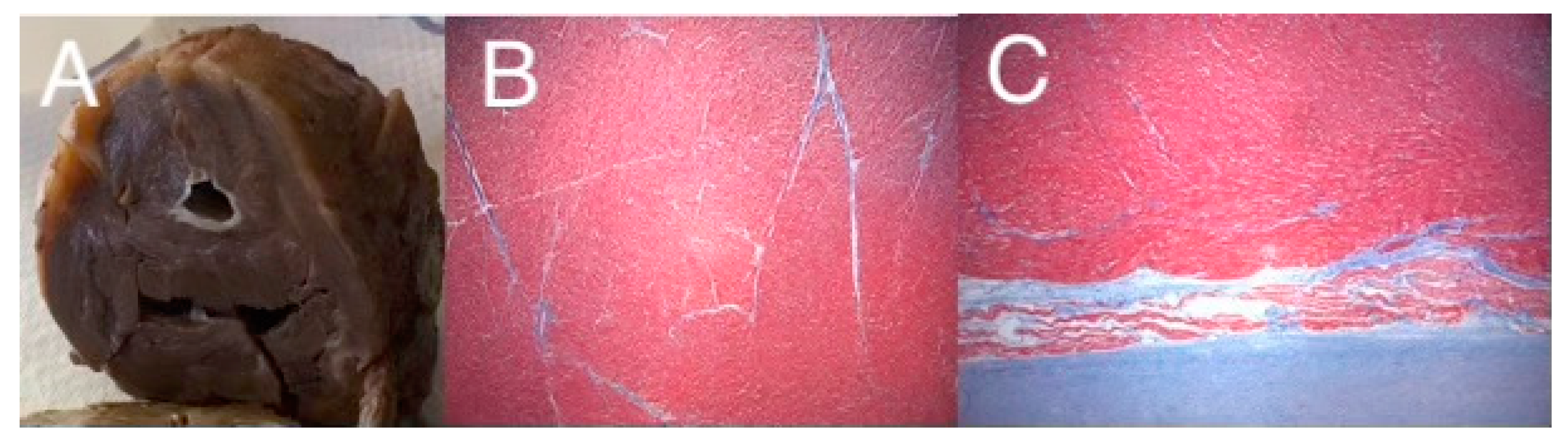 Jcdd 09 00219 g002 550