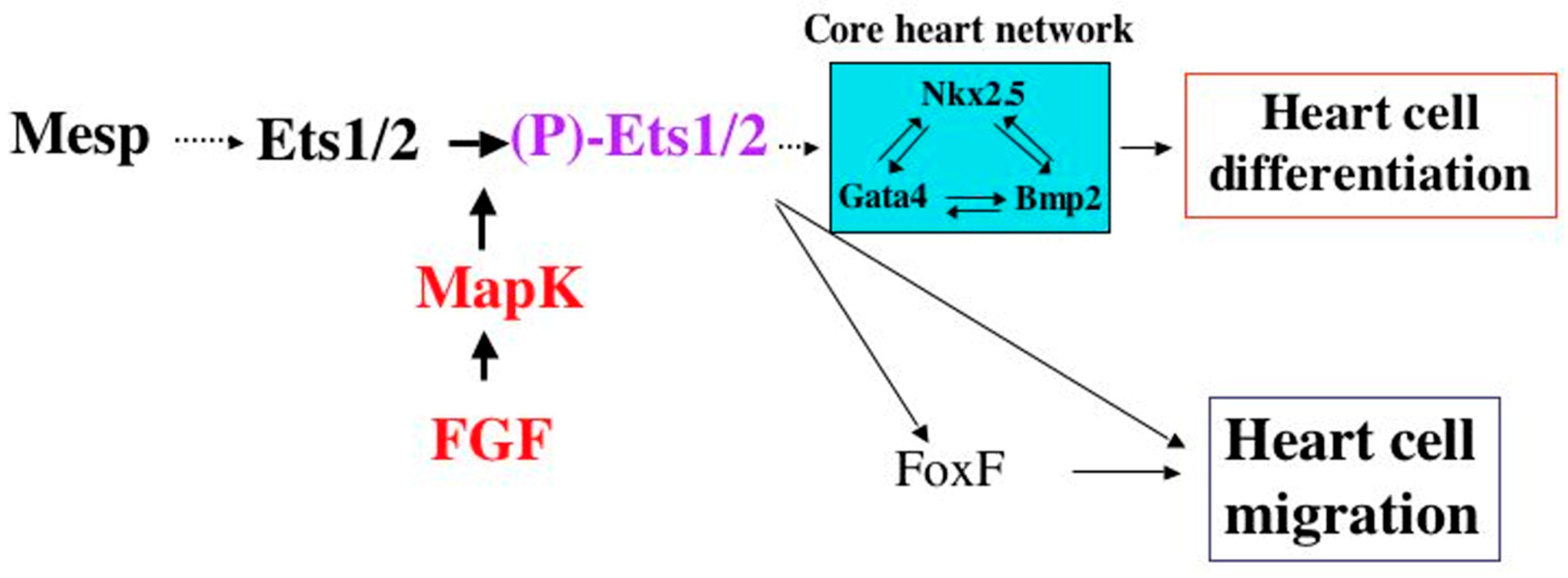 Jcdd 09 00219 g003 550