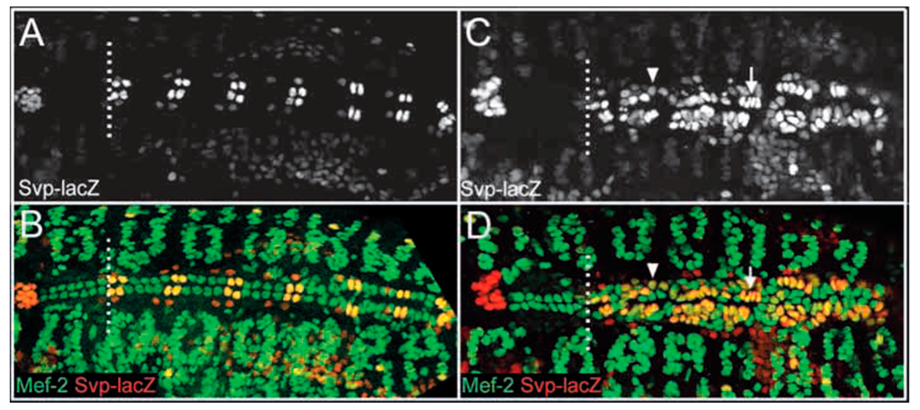 Jcdd 09 00219 g004 550