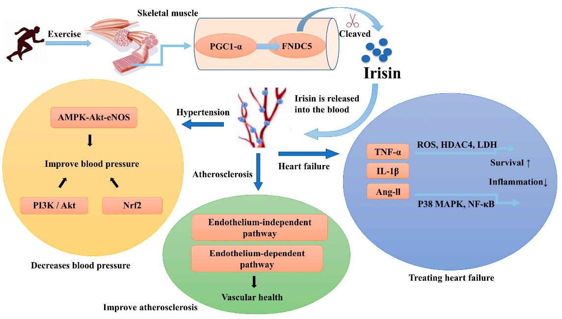 Jcdd 09 00305 g001 550
