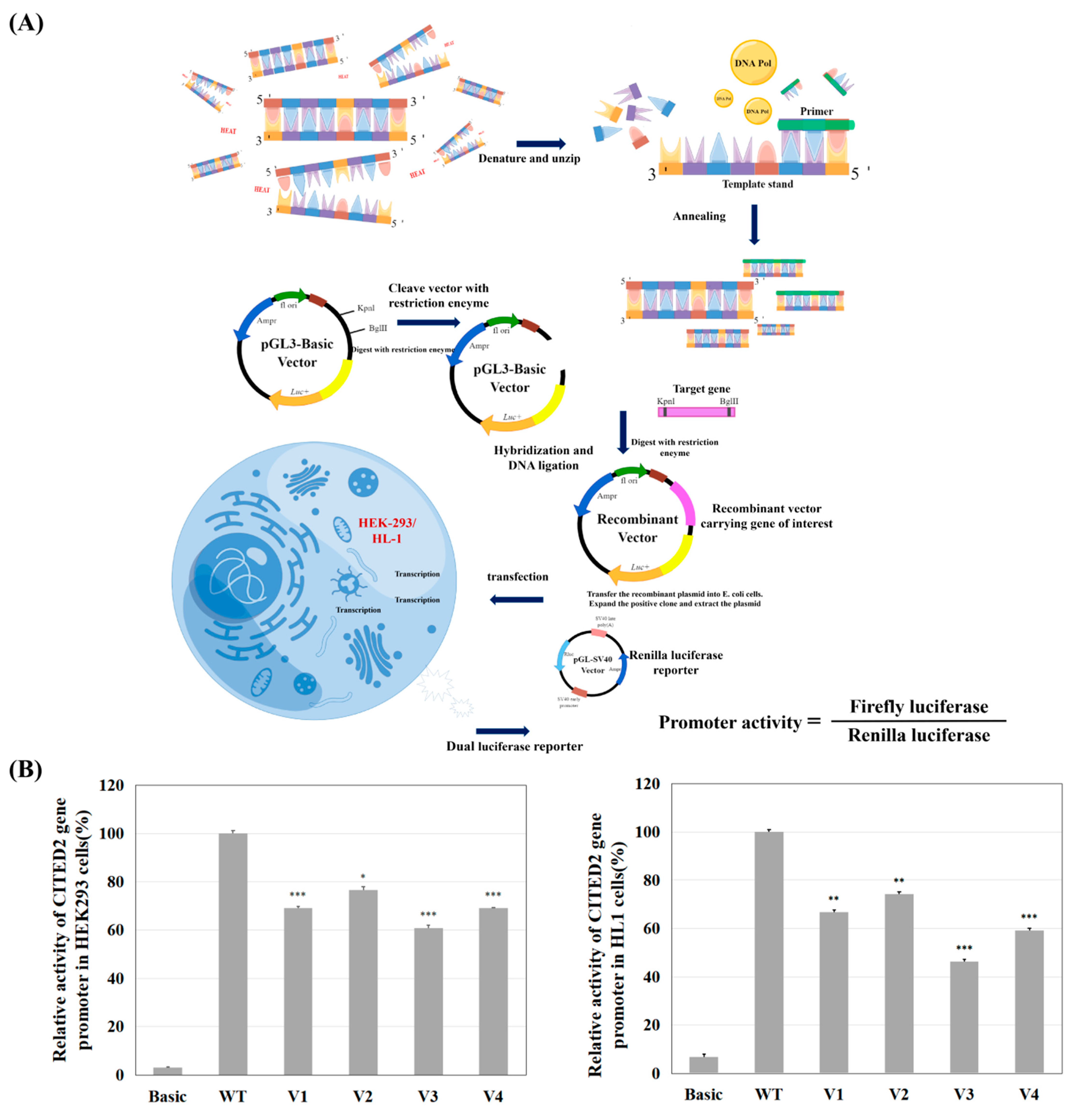 Jcdd 09 00321 g003a Jcdd 09 00321 g003a
