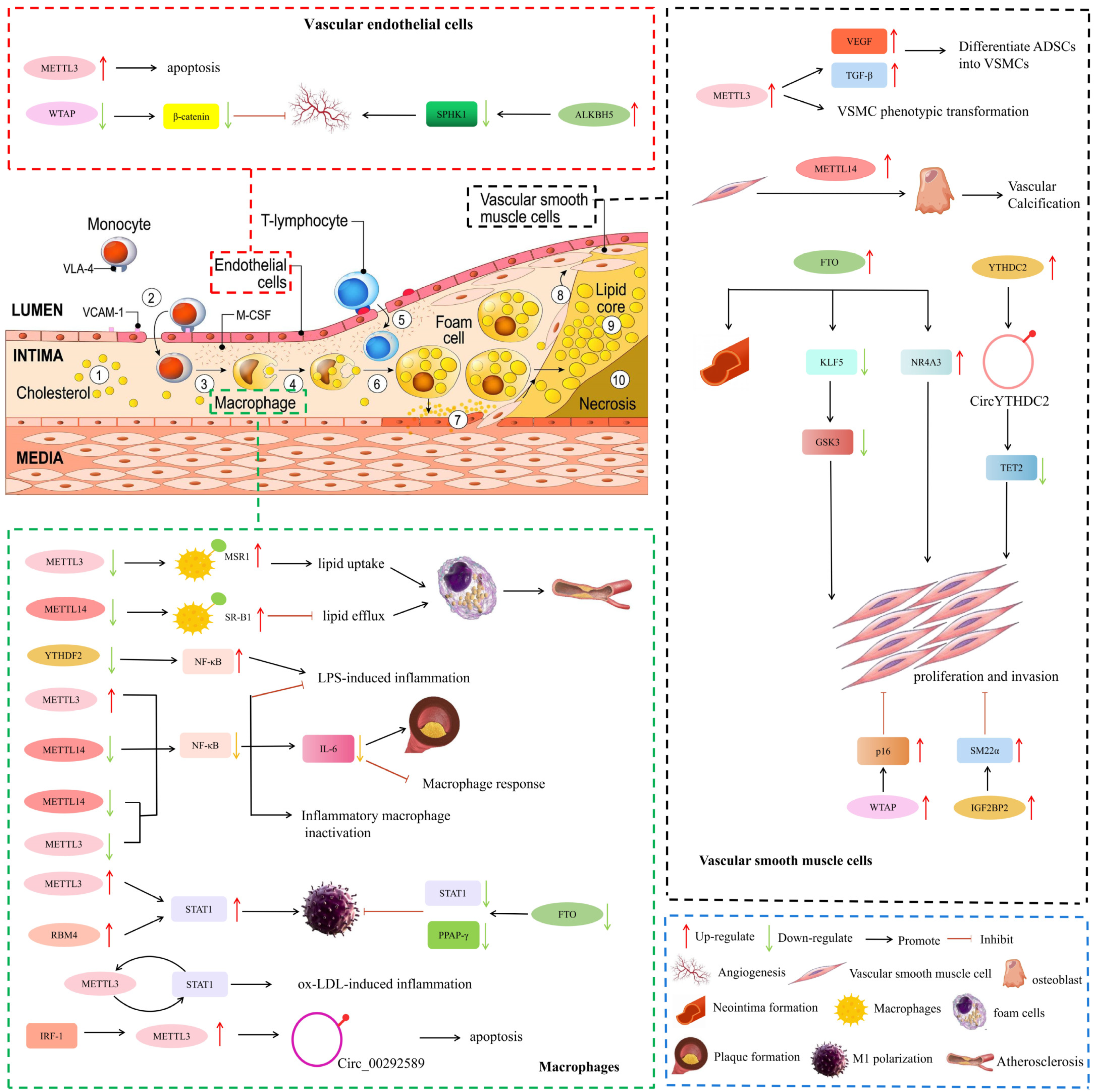 Jcdd 09 00367 g003 Jcdd 09 00367 g003