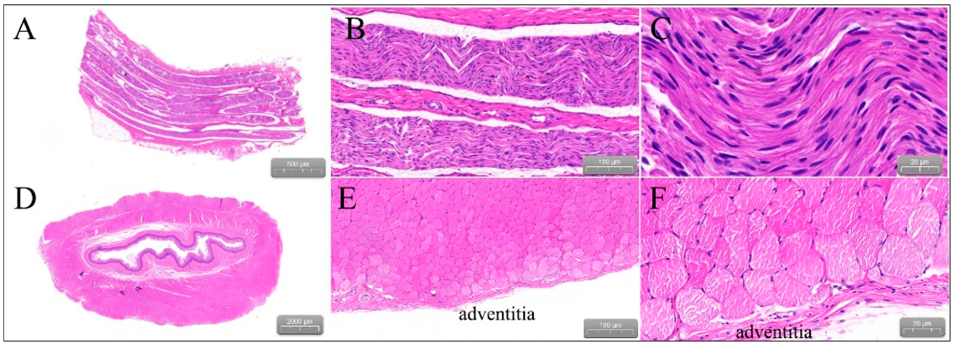 Jcdd 09 00425 g007 Jcdd 09 00425 g007