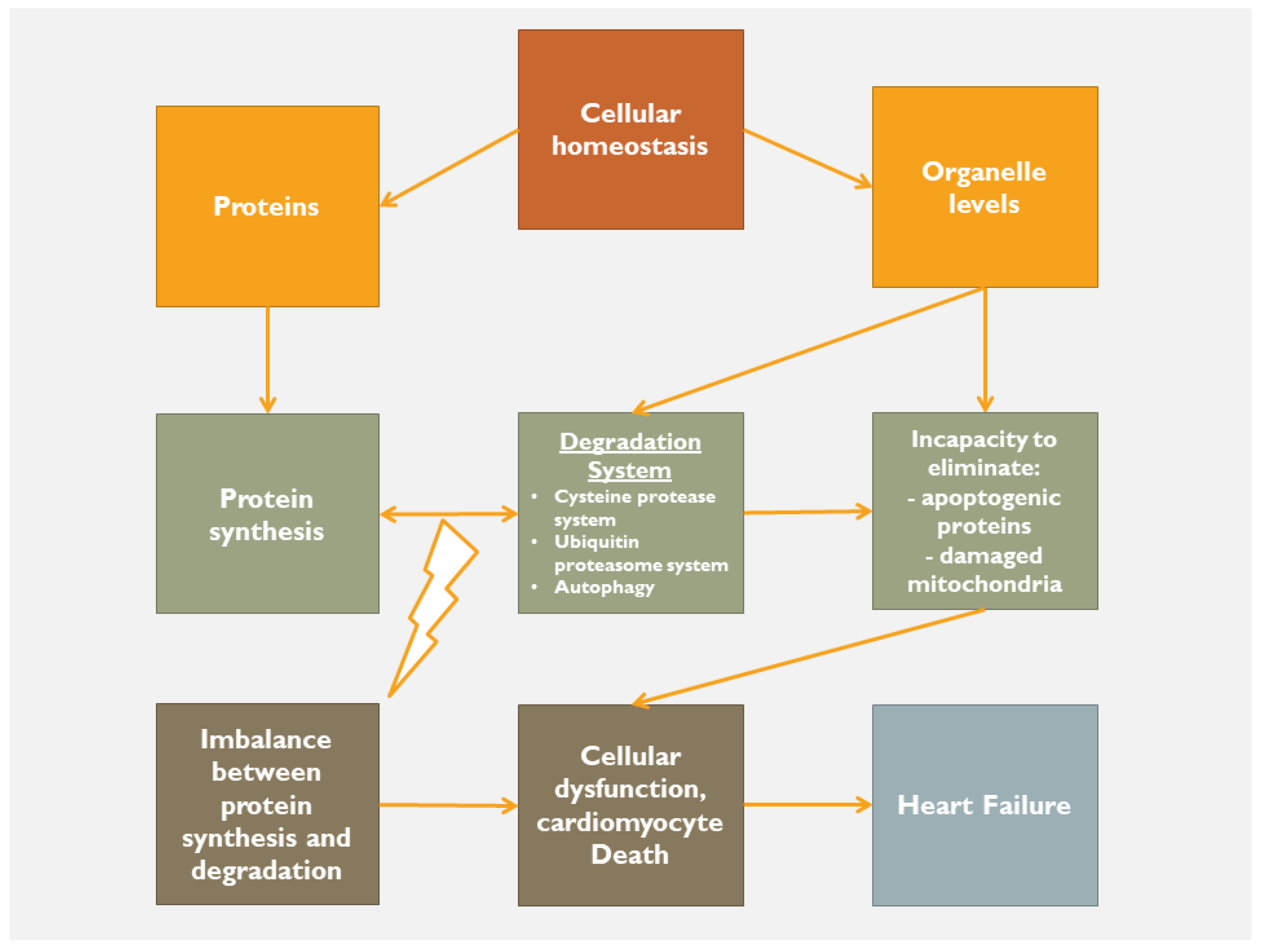 Jcdd 10 00019 g004 550