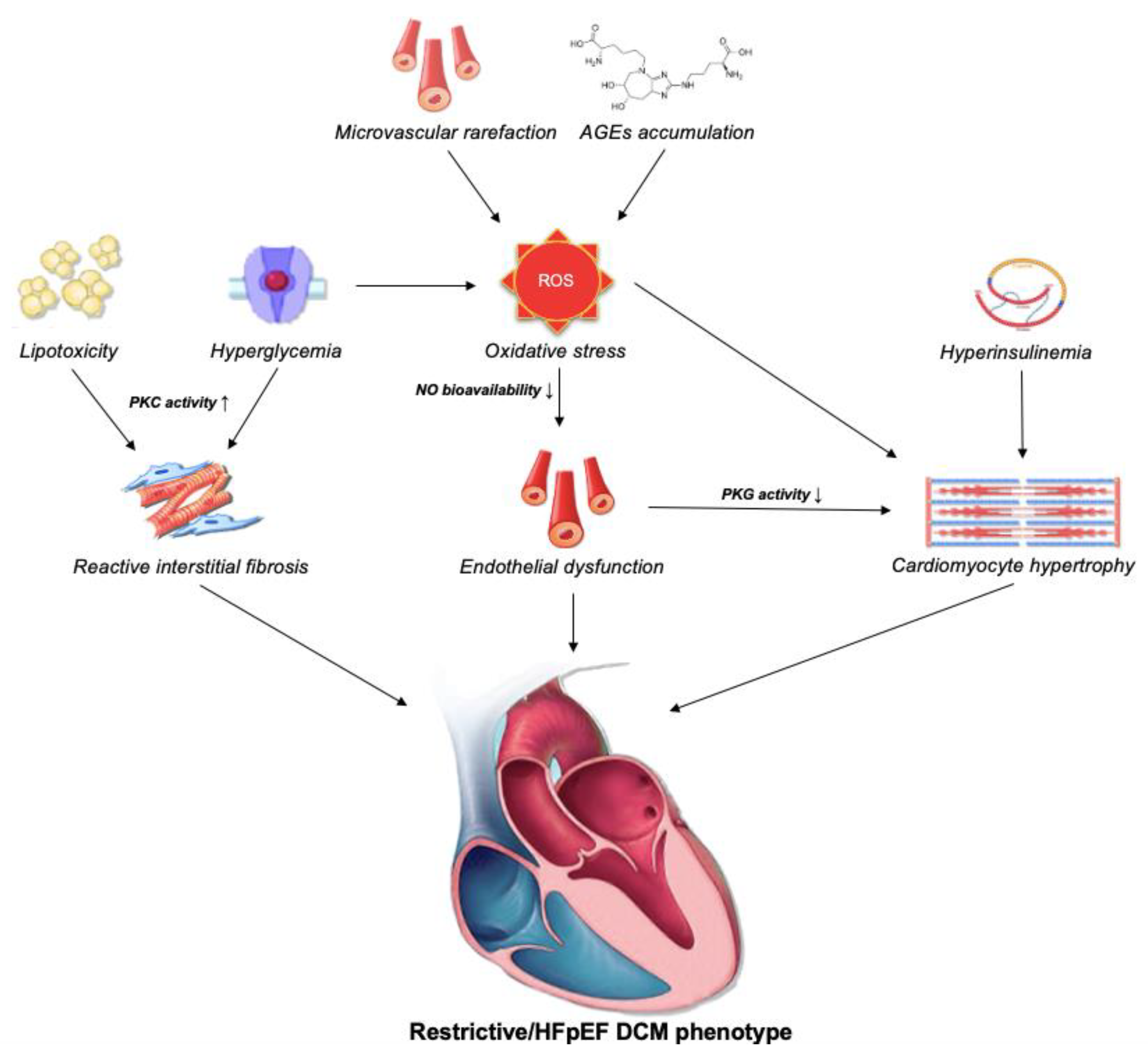 Role of Echocardiography in Diabetic Cardiomyopathy: From Role of Echocardiography in Diabetic Cardiomyopathy: From