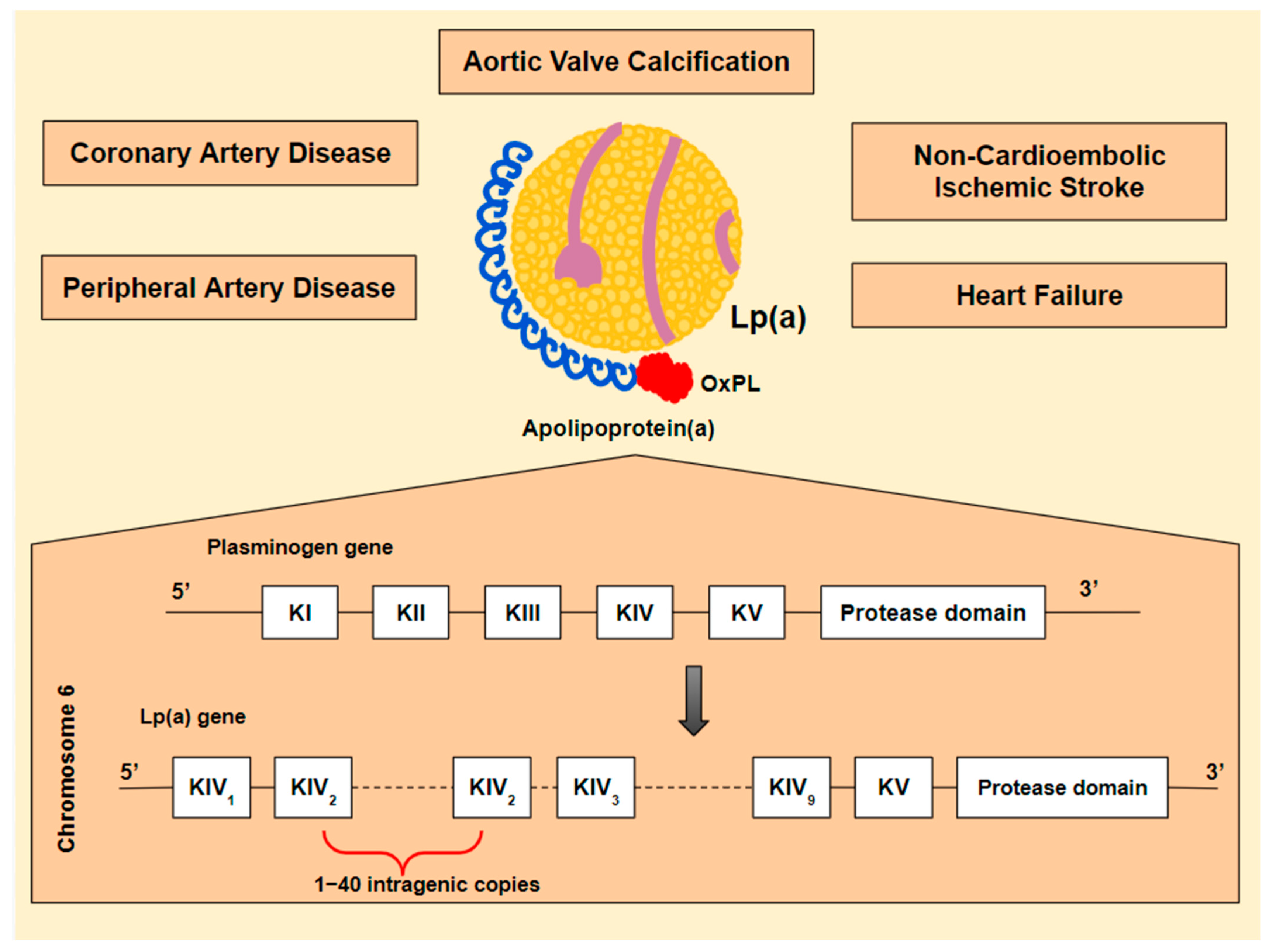 Jcdd 10 00096 g001 Jcdd 10 00096 g001