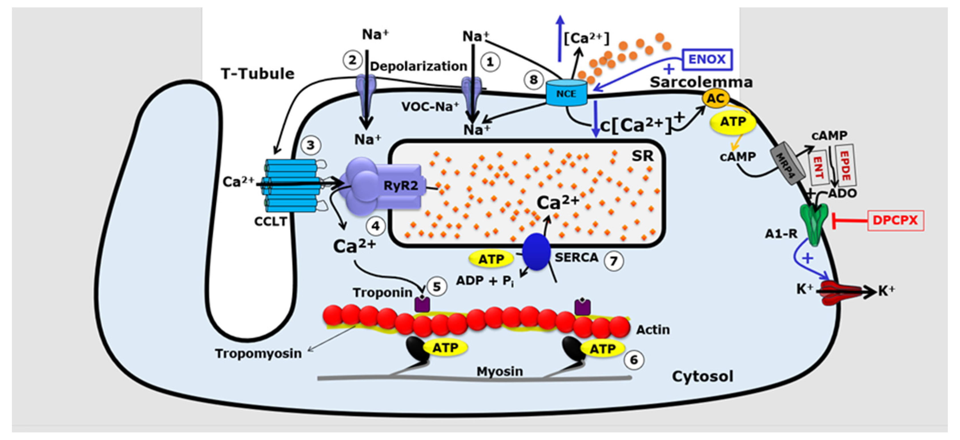 Jcdd 10 00103 g004 Jcdd 10 00103 g004
