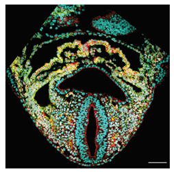 Jcdd 10 00145 i001 Jcdd 10 00145 i001