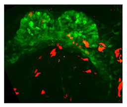 Jcdd 10 00145 i002 Jcdd 10 00145 i002