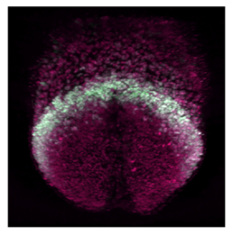 Jcdd 10 00145 i003 Jcdd 10 00145 i003