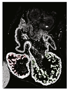 Jcdd 10 00145 i004 Jcdd 10 00145 i004