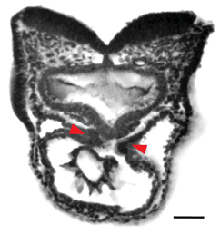 Jcdd 10 00145 i005 Jcdd 10 00145 i005