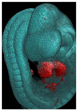 Jcdd 10 00145 i006 Jcdd 10 00145 i006