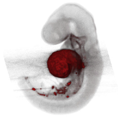 Jcdd 10 00145 i008 Jcdd 10 00145 i008