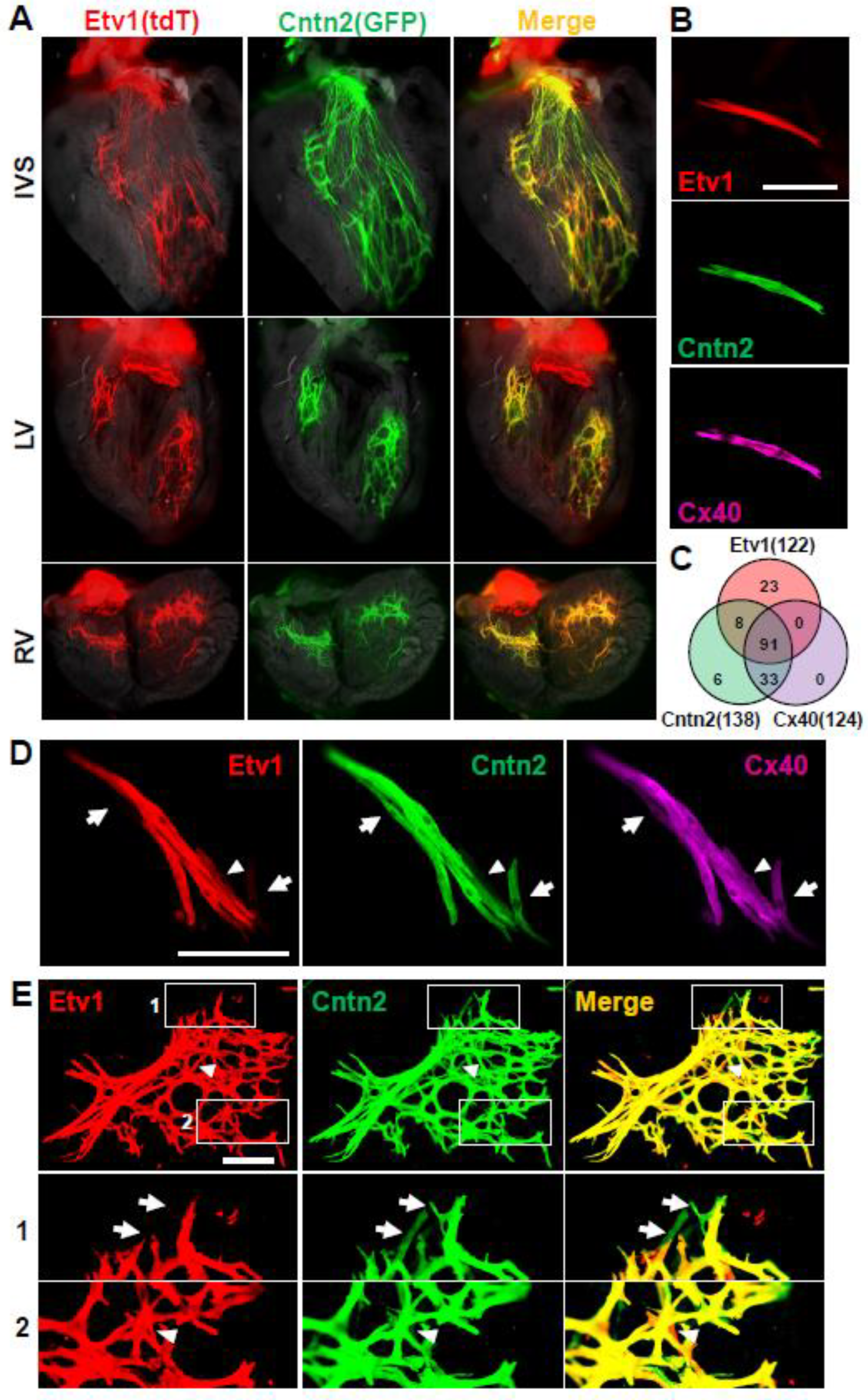 Jcdd 10 00161 g001 Jcdd 10 00161 g001