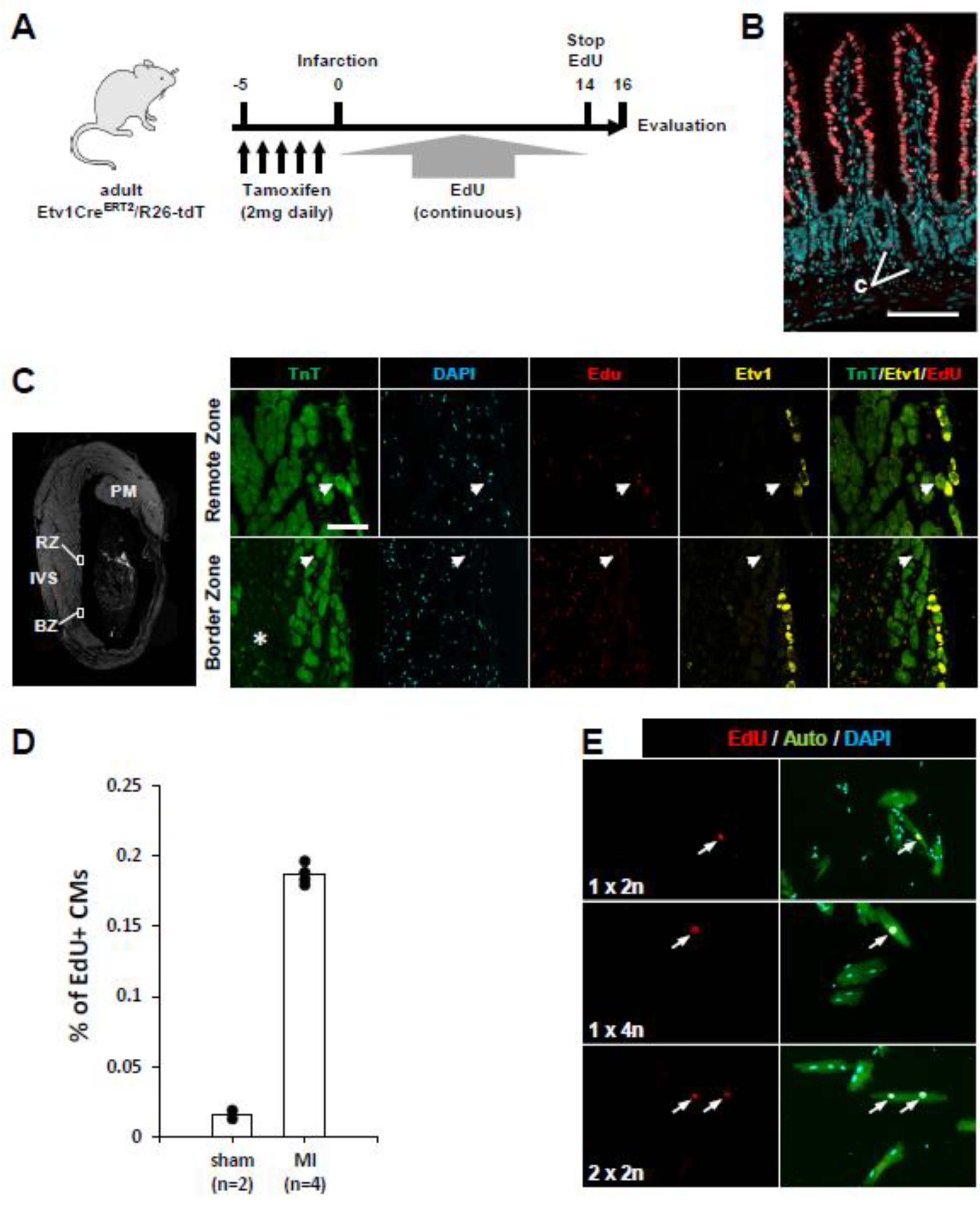 Jcdd 10 00161 g004 Jcdd 10 00161 g004