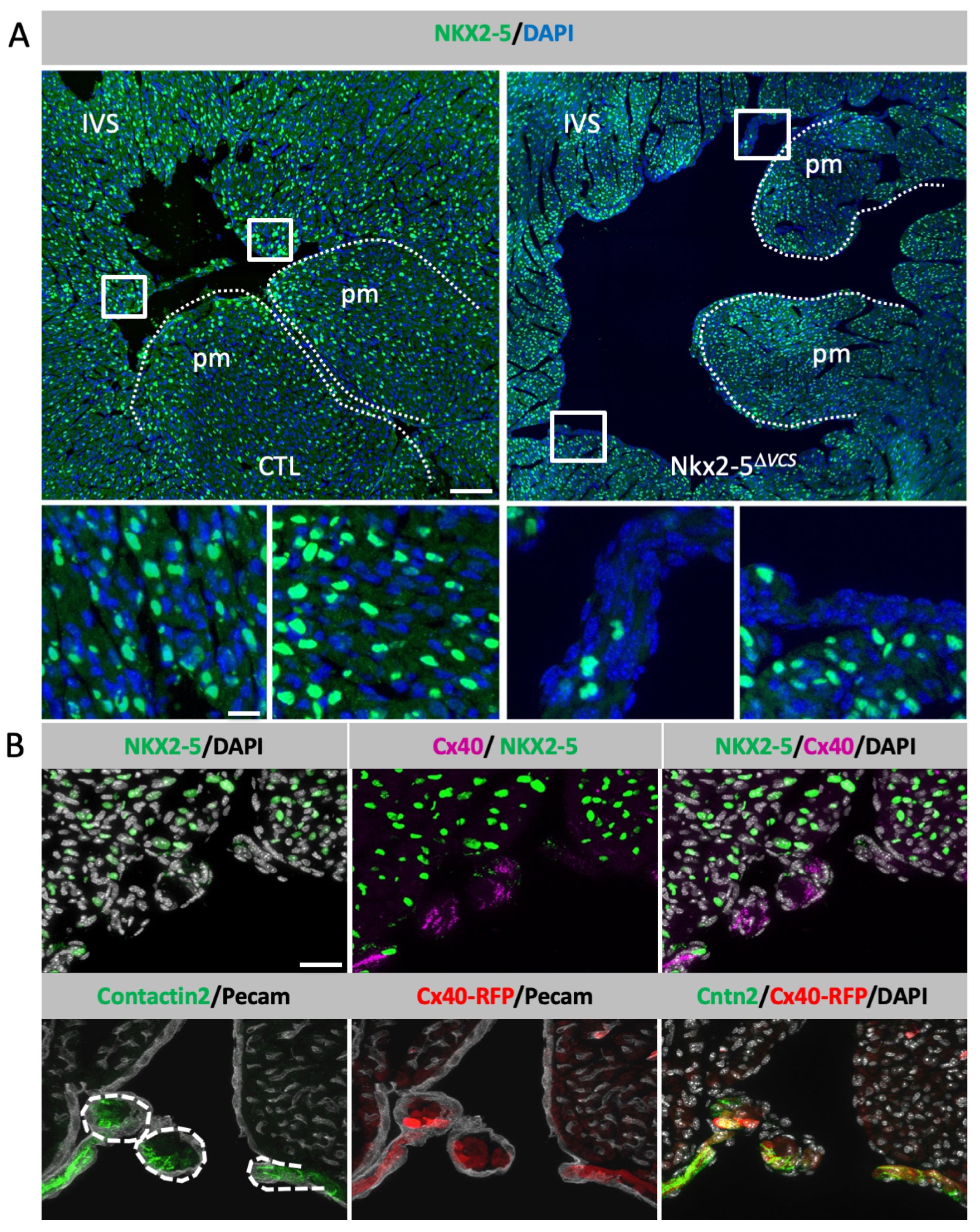 Jcdd 10 00194 g001 Jcdd 10 00194 g001