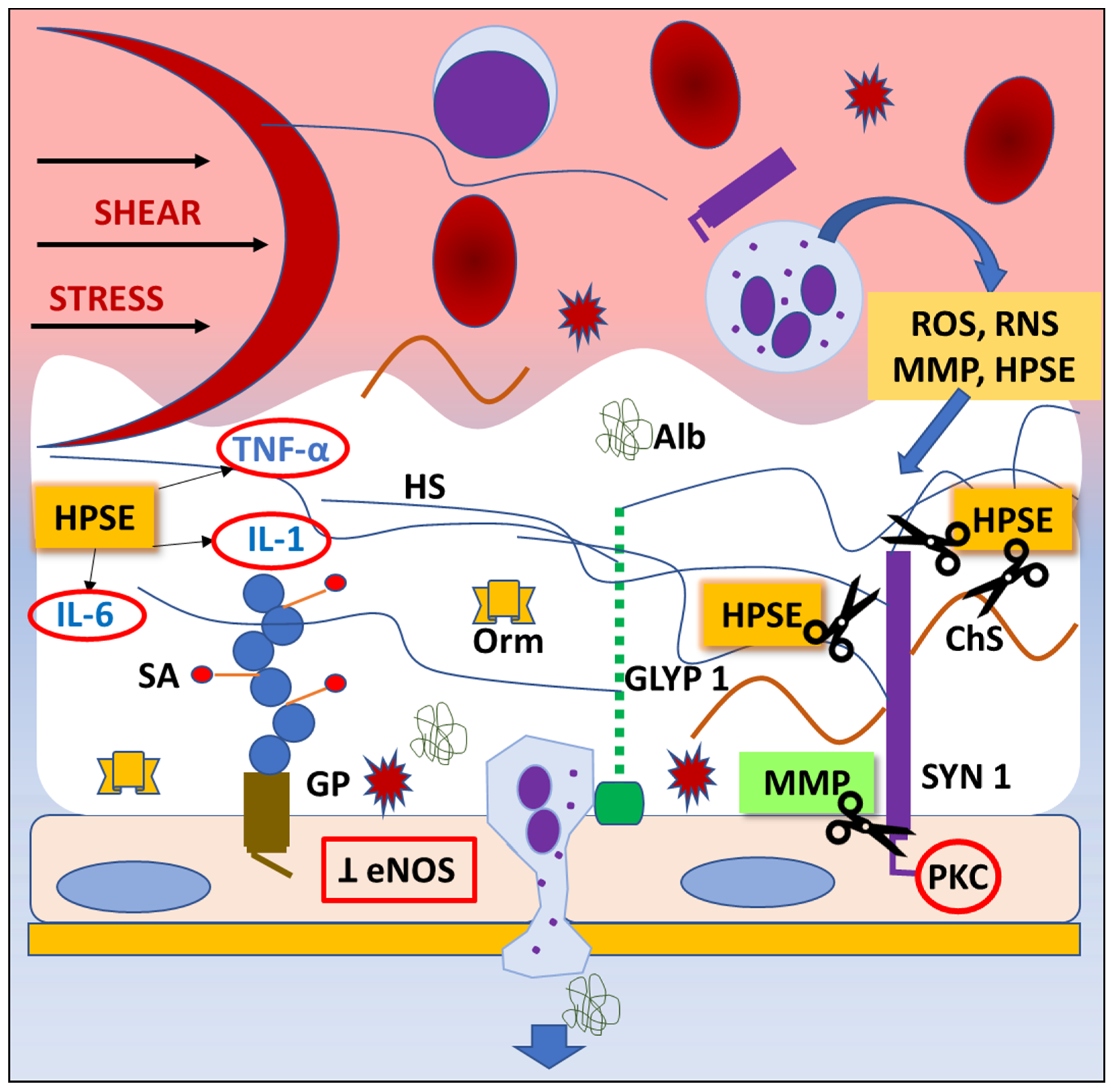 Jcdd 10 00213 g002 Jcdd 10 00213 g002