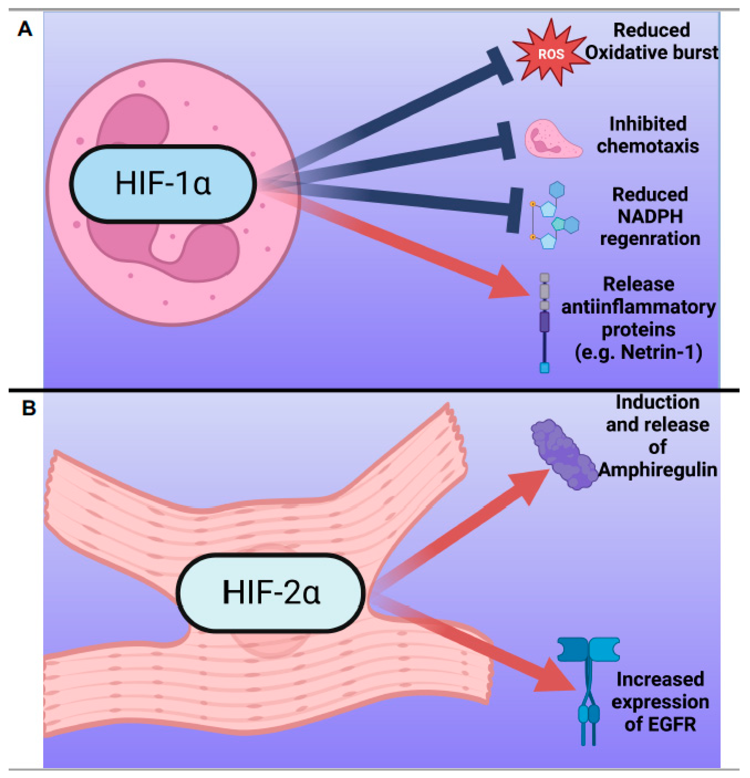 JCDD Free FullText The Intriguing Role of HypoxiaInducible Factor