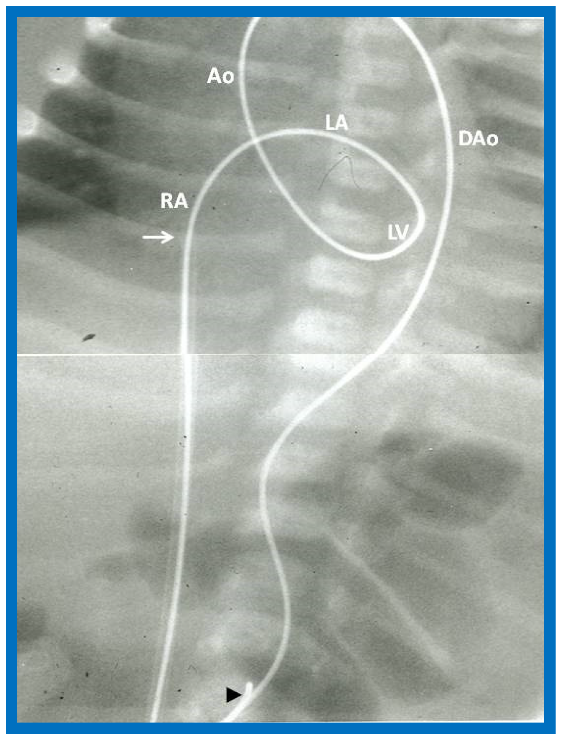 Jcdd 10 00288 g029 Jcdd 10 00288 g029