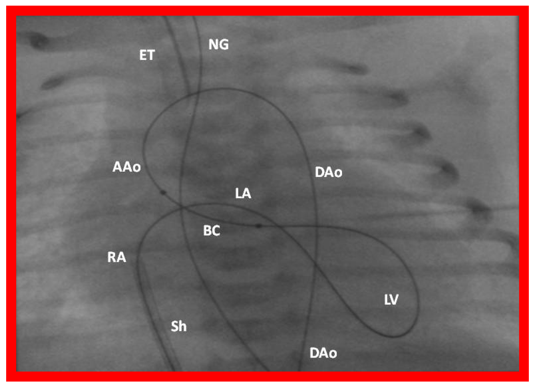Jcdd 10 00288 g030 Jcdd 10 00288 g030